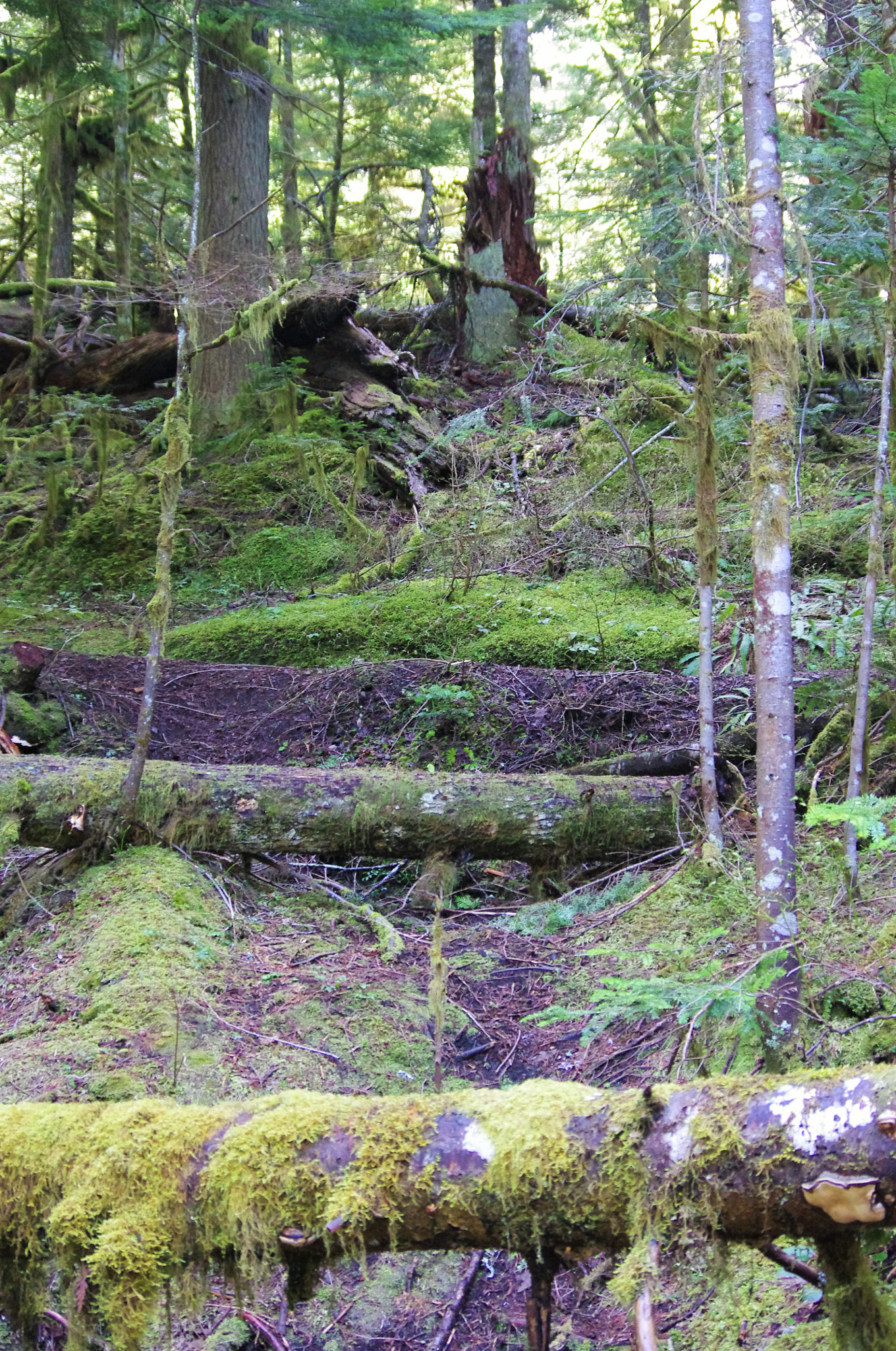 Pentax K-r sample photo. Jumping logs photography