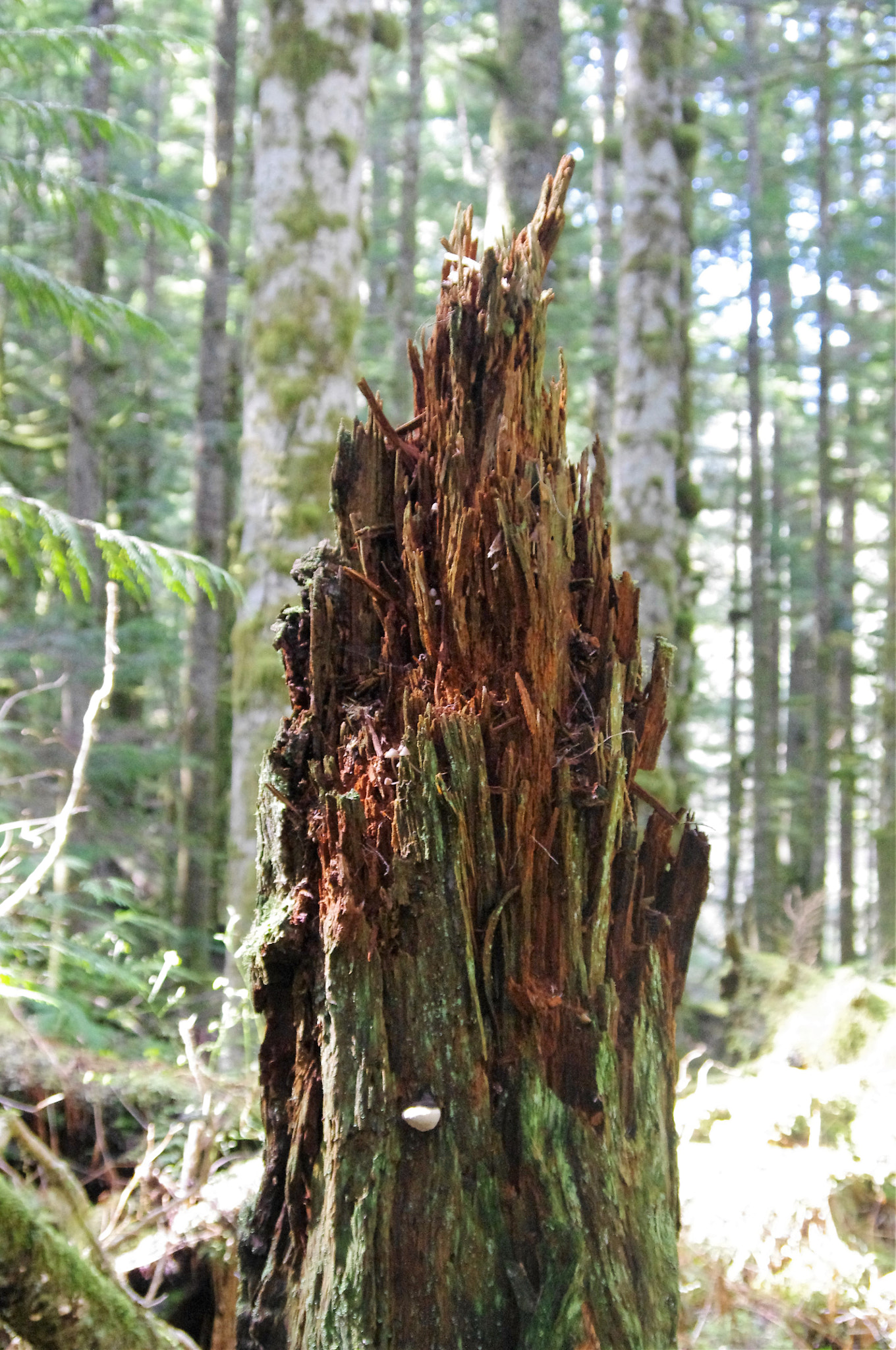 Pentax K-r sample photo. Old stump photography