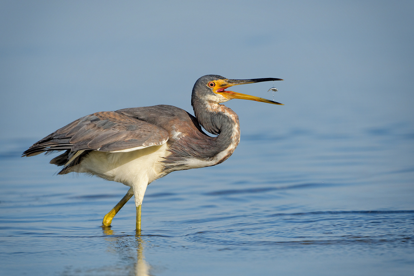Nikon AF-S Nikkor 200-500mm F5.6E ED VR sample photo. The reward! photography