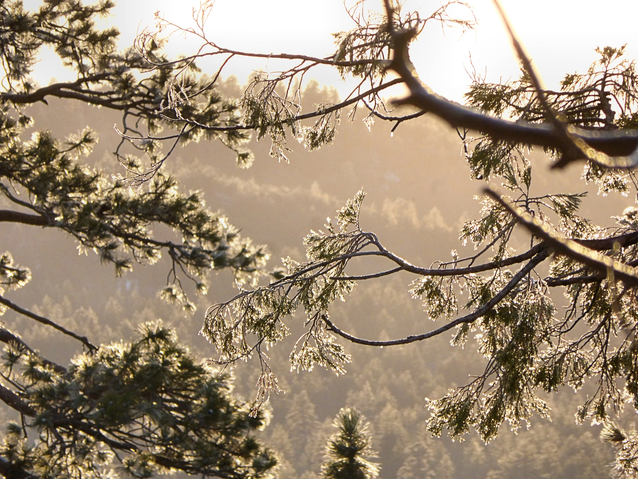 Panasonic Lumix DMC-ZS25 (Lumix DMC-TZ35) sample photo. Iced branches in winter photography