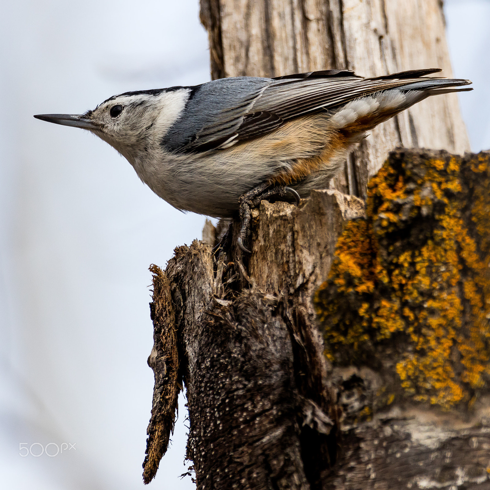 Sigma 150-600mm F5-6.3 DG OS HSM | C sample photo. Good posture is essential photography