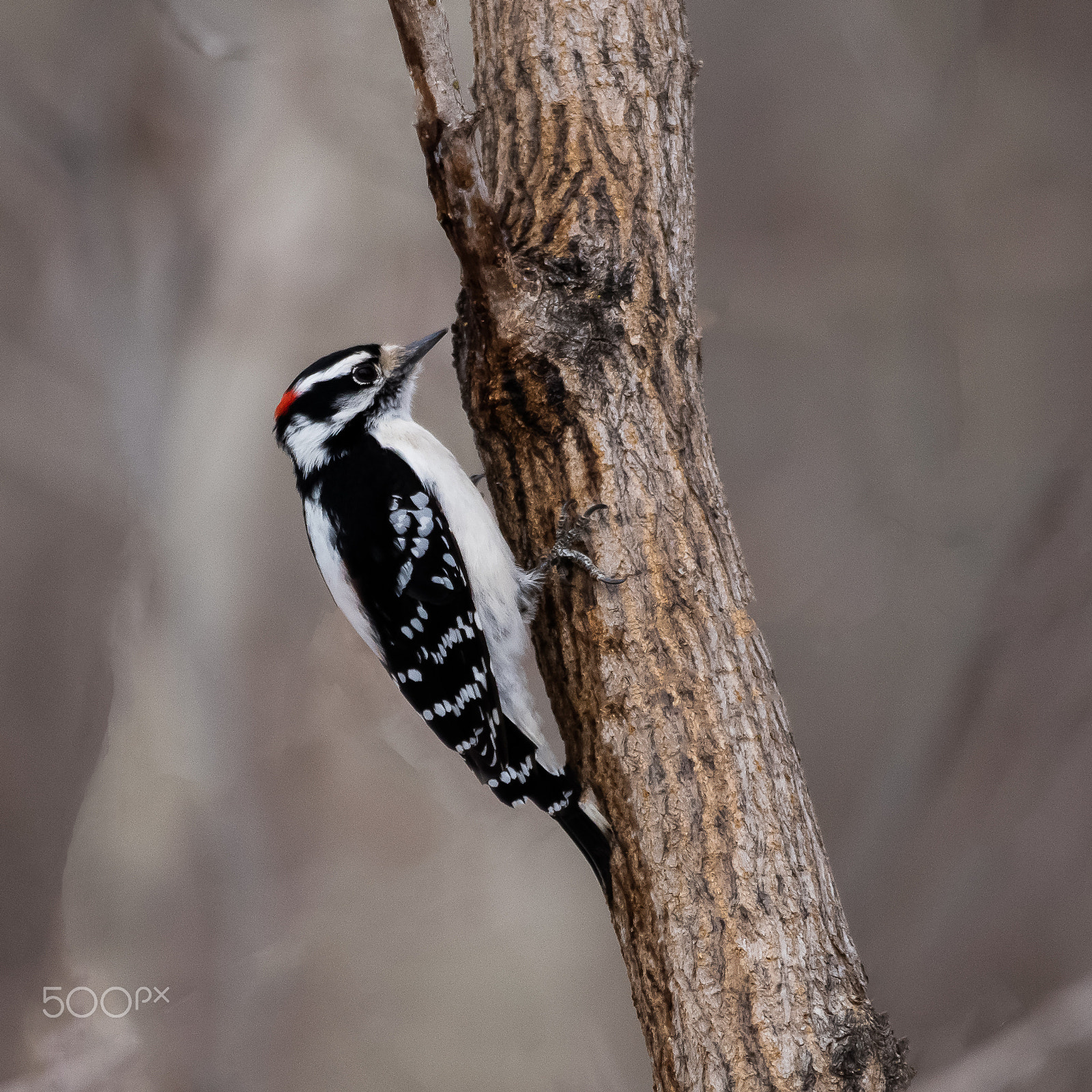 Canon EOS 5DS R + Sigma 150-600mm F5-6.3 DG OS HSM | C sample photo. Spring pecker photography