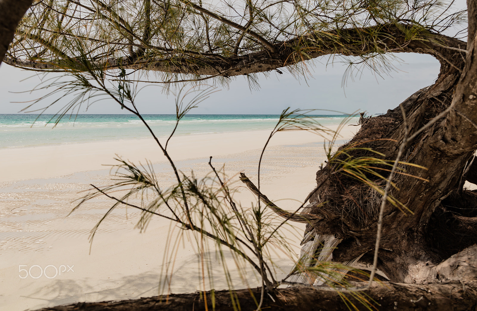 Canon EOS 5DS R sample photo. A maze of tree roots photography
