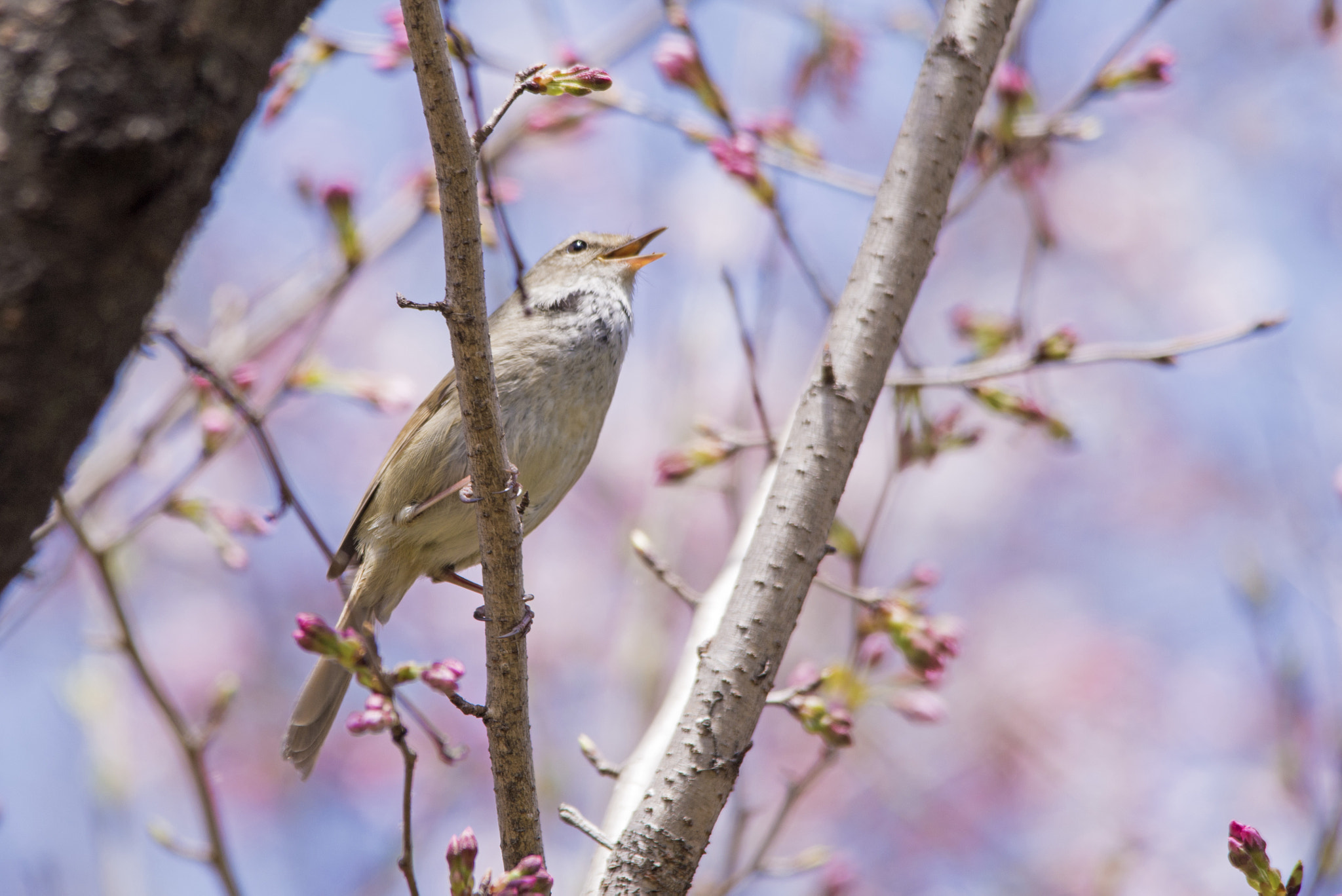 Sigma 150-500mm F5-6.3 DG OS HSM sample photo. Singing of spring photography