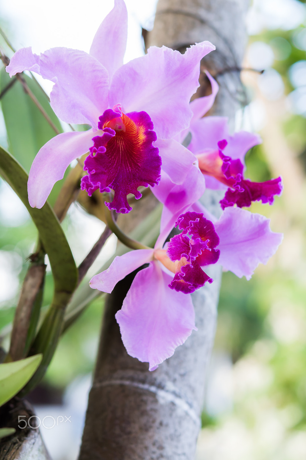 Nikon AF-S Micro-Nikkor 60mm F2.8G ED sample photo. Pink beautiful cattleya photography