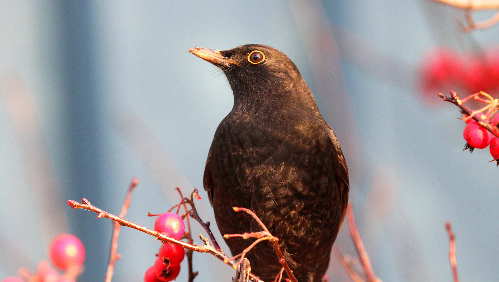 Canon EF 500mm F4L IS II USM sample photo. Female blackbird photography