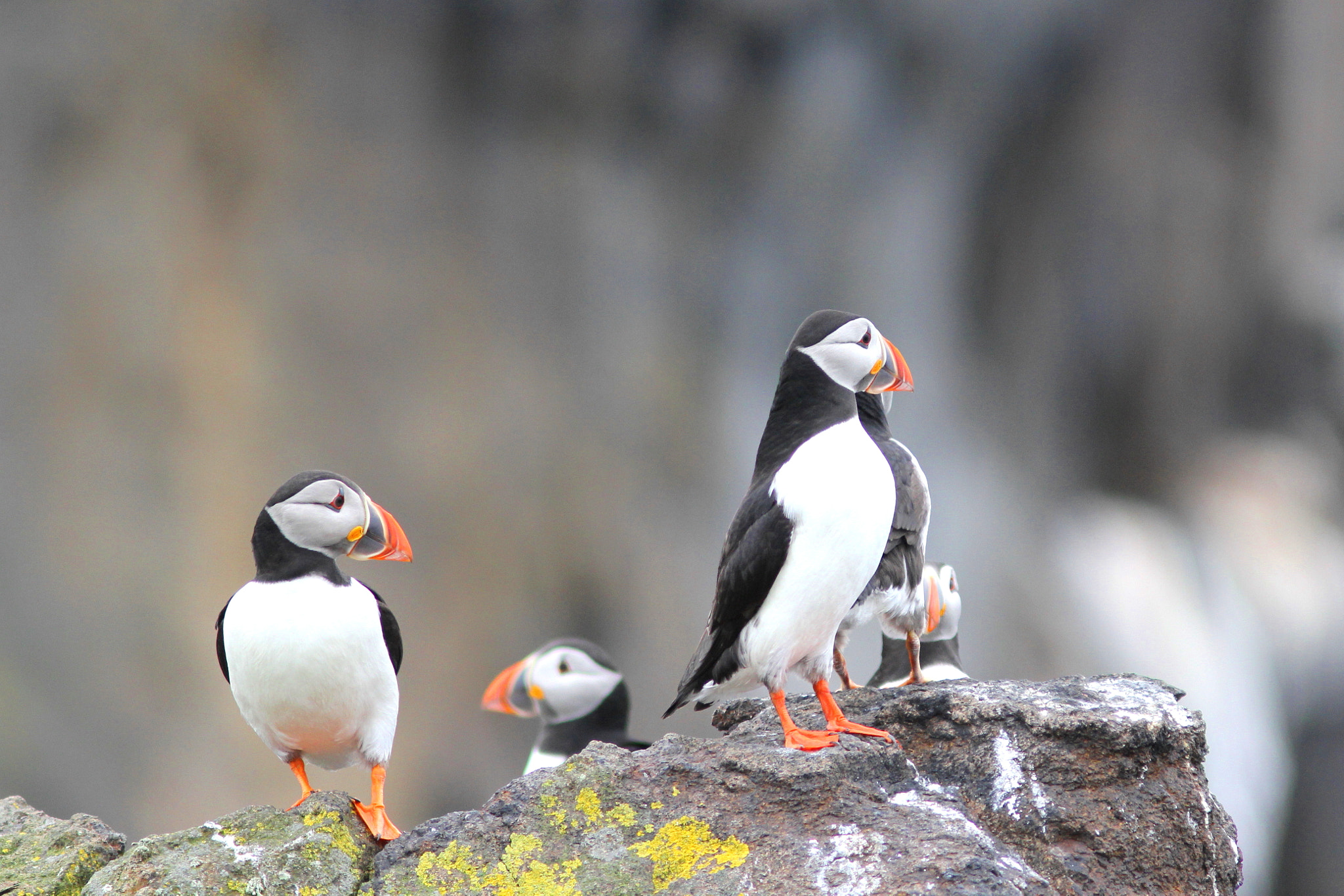 Canon EF 300mm F4L IS USM sample photo. Puffins photography