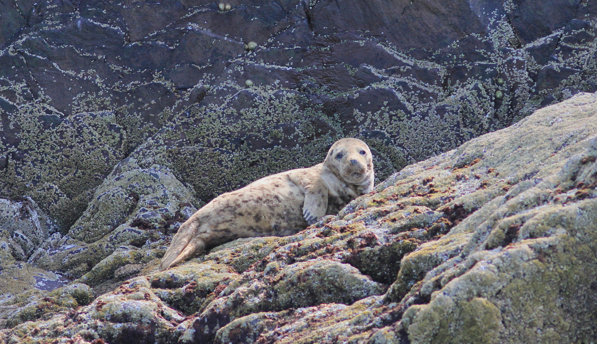 Canon EF 300mm F4L IS USM sample photo. Common seal photography