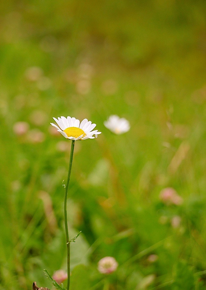 Canon EF-S 18-135mm F3.5-5.6 IS STM sample photo. Wildflower photography