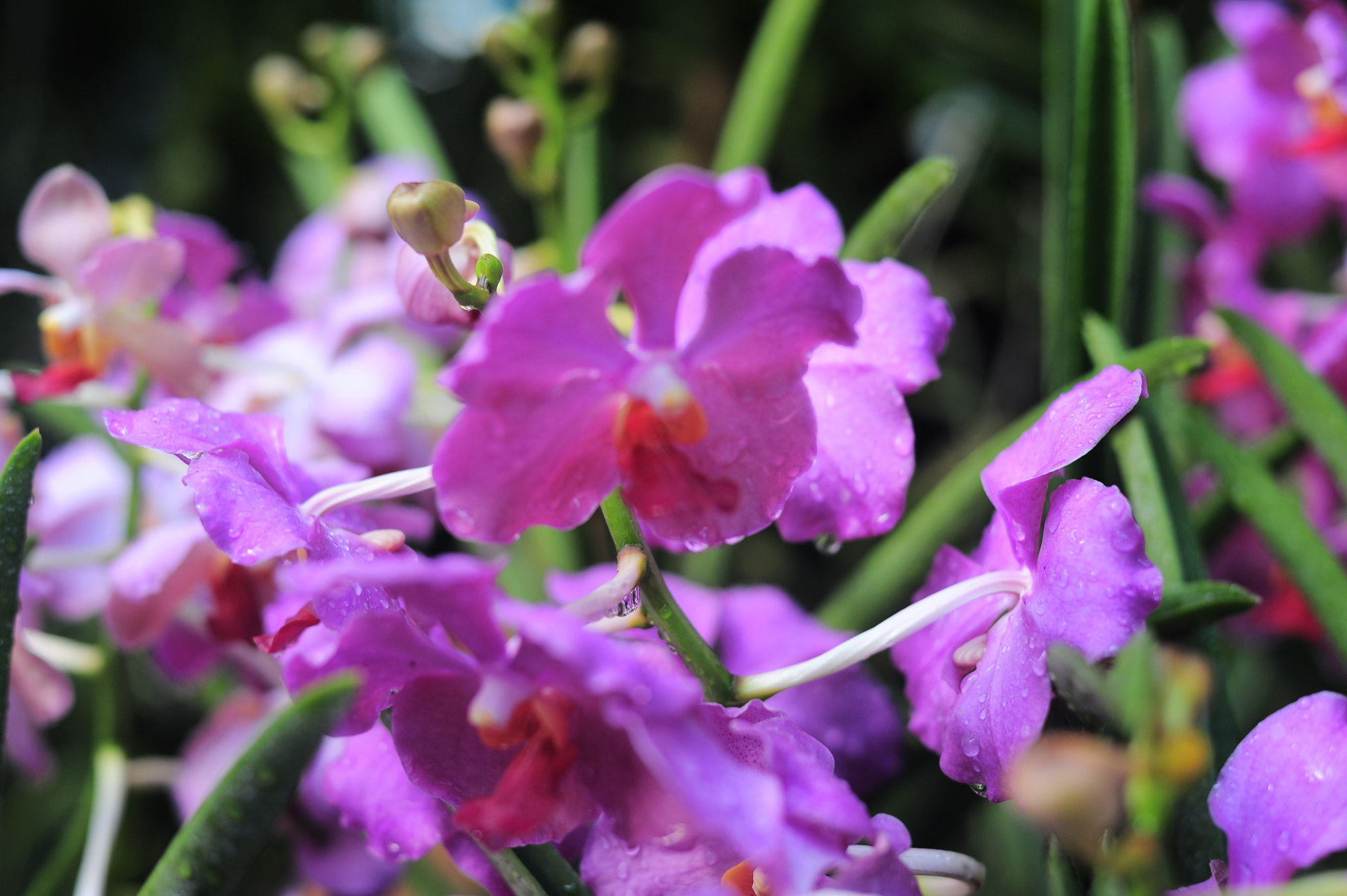 Nikon D700 + Manual Lens No CPU sample photo. Orchid collection photography