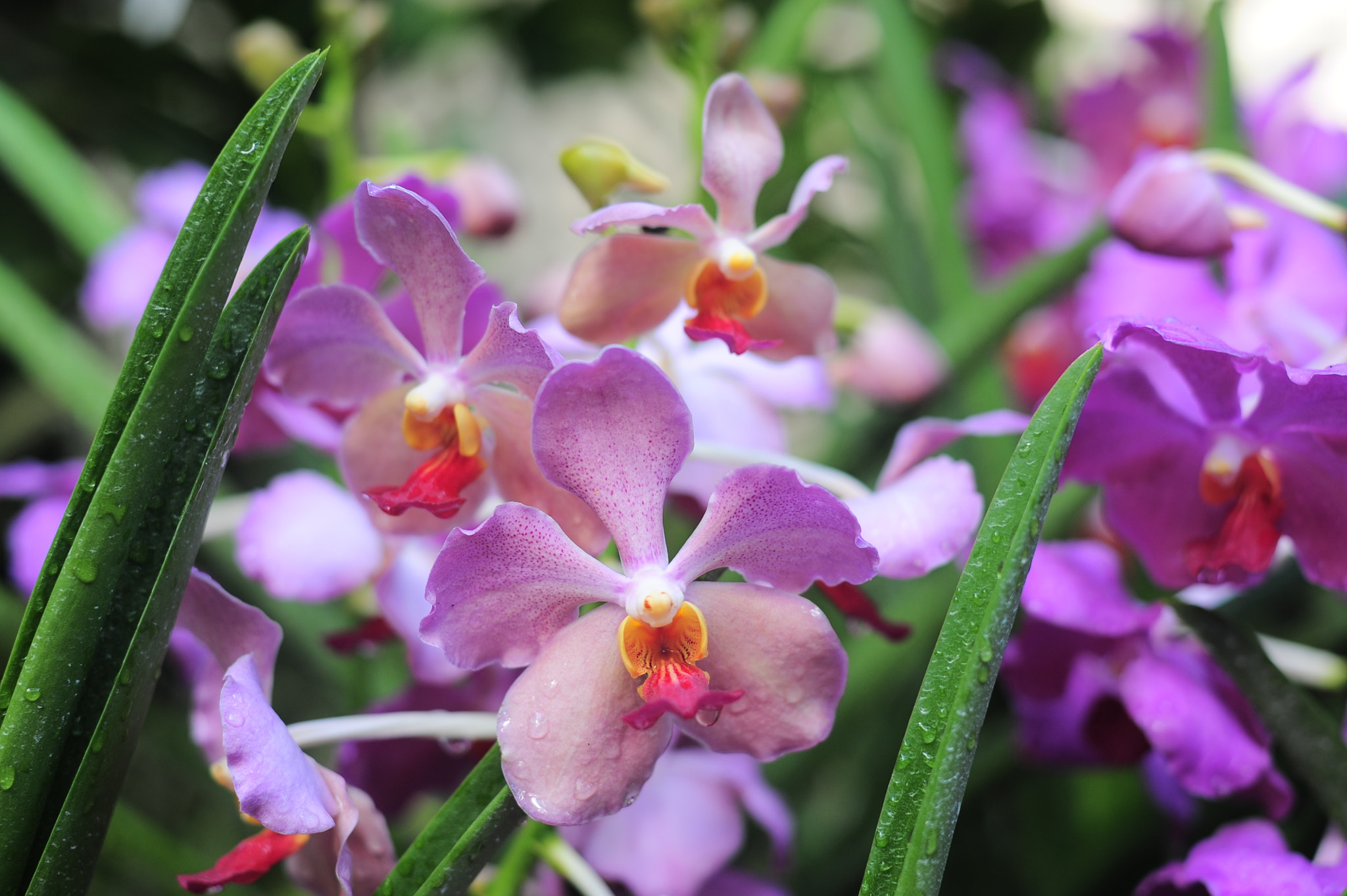 Nikon D700 + Manual Lens No CPU sample photo. Orchid collection photography