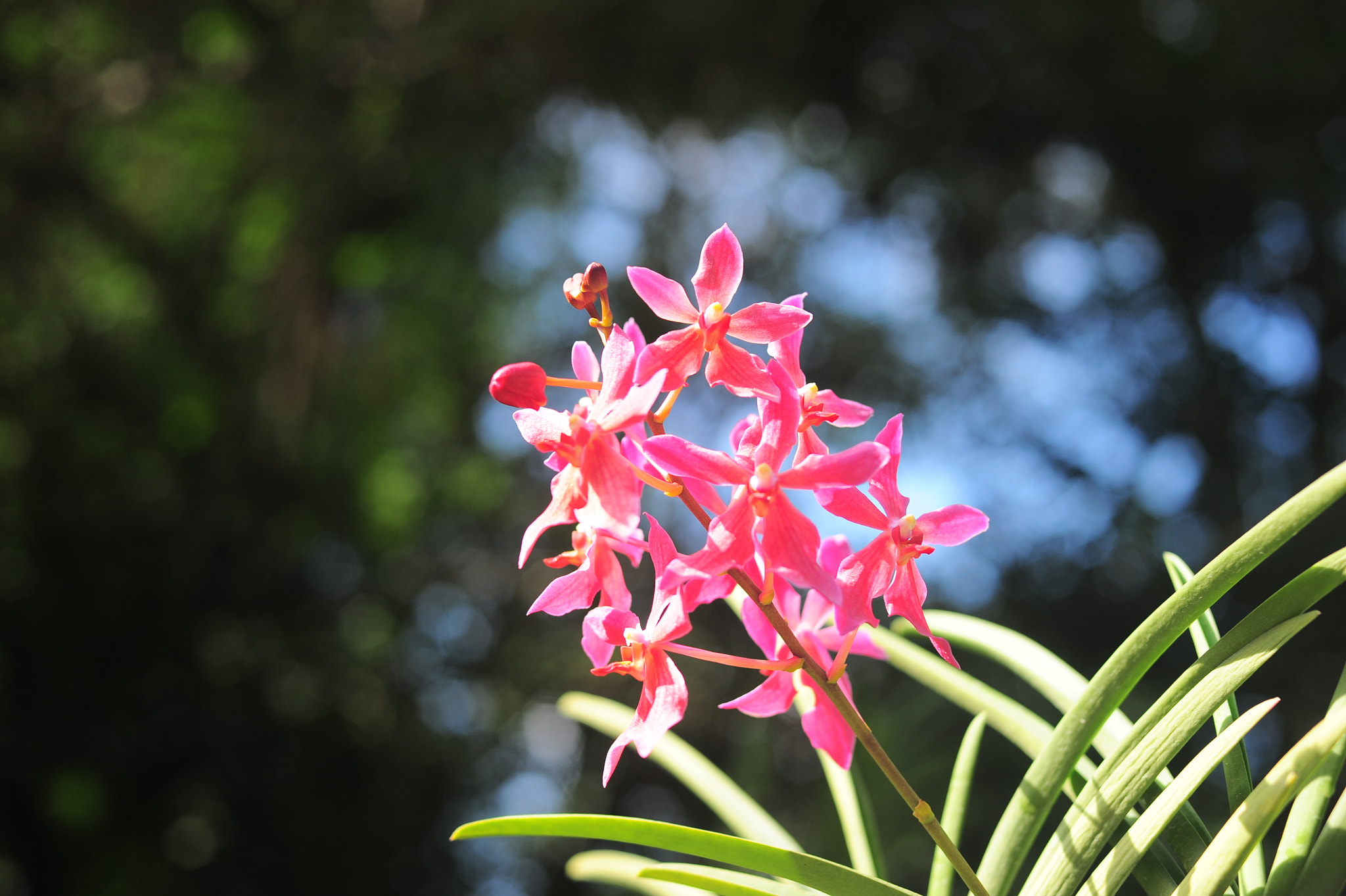 Nikon D700 + Manual Lens No CPU sample photo. Orchid collection photography