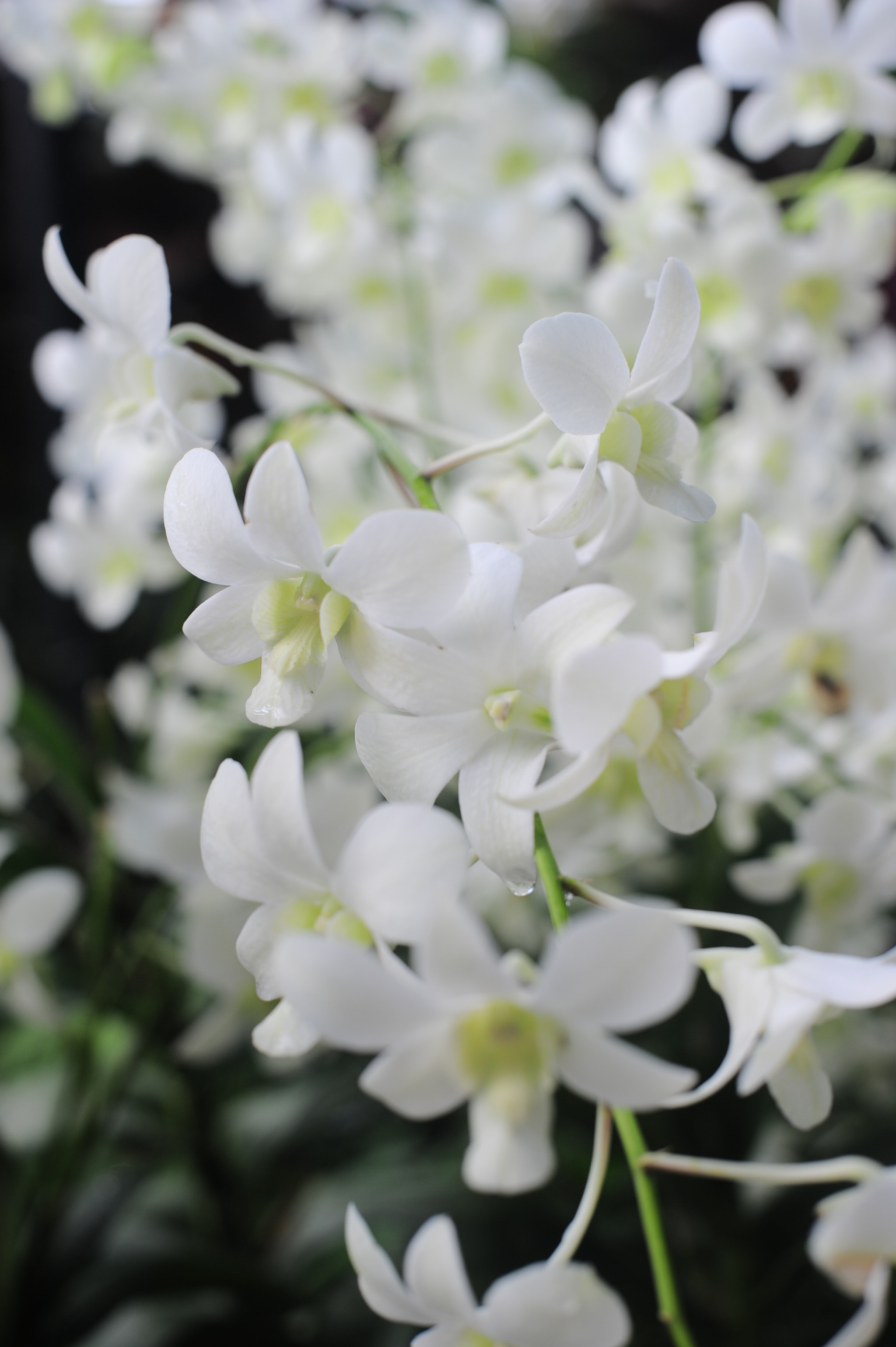 Manual Lens No CPU sample photo. Orchid collection photography