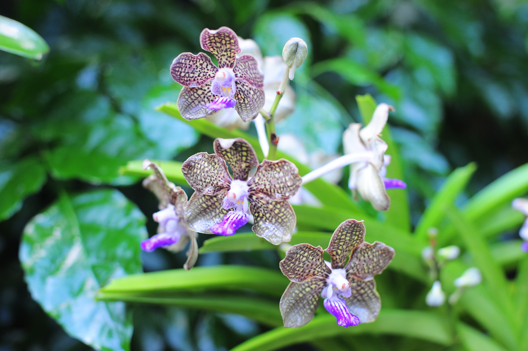 Nikon D700 + Manual Lens No CPU sample photo. Orchid collection photography