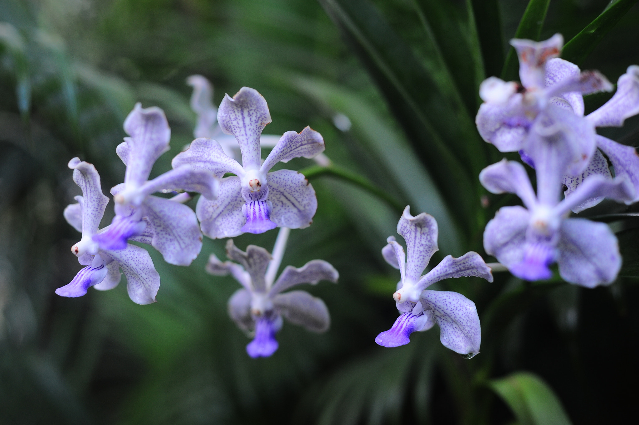 Nikon D700 + Manual Lens No CPU sample photo. Orchid collection photography