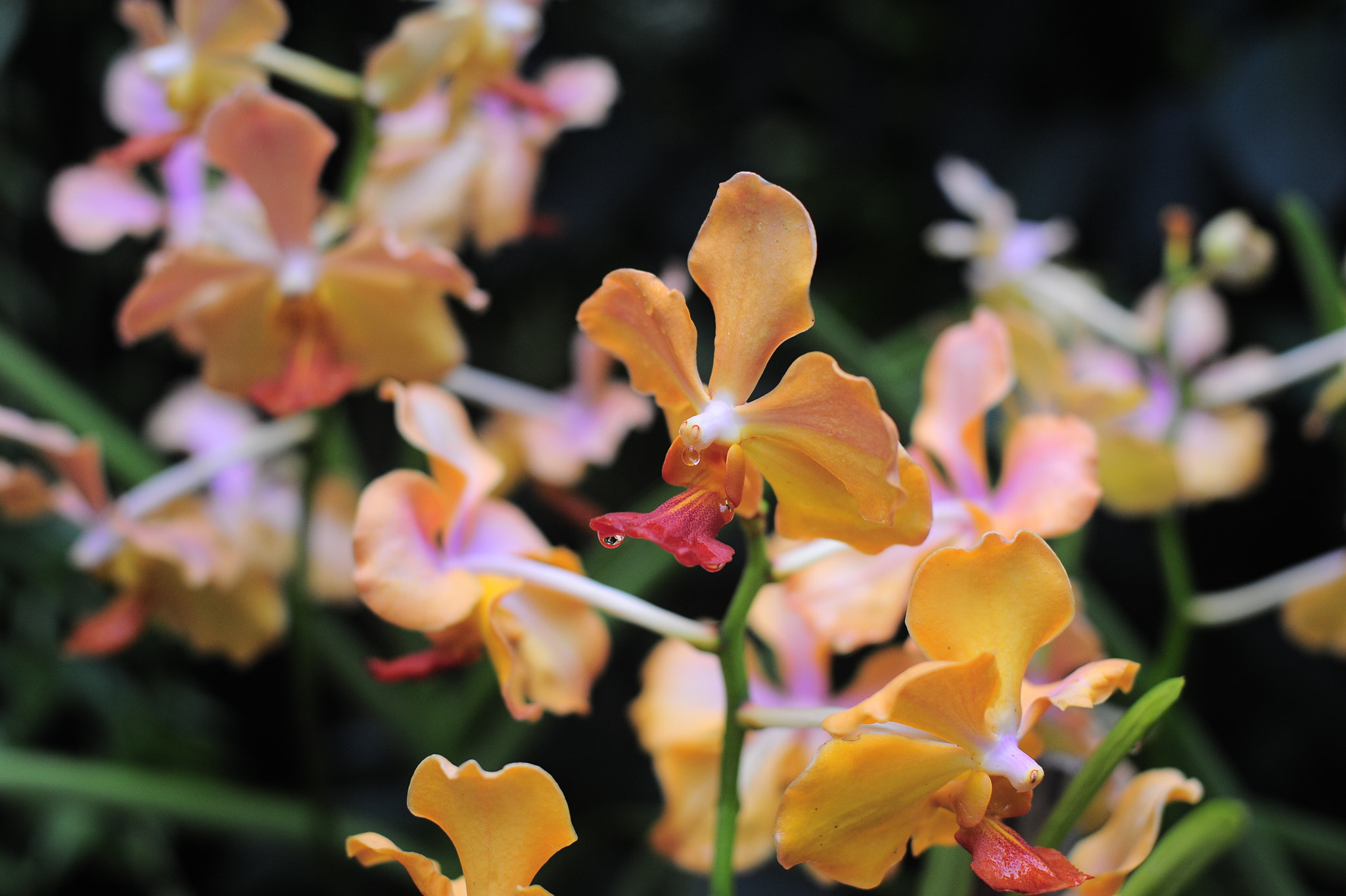 Nikon D700 + Manual Lens No CPU sample photo. Orchid collection photography