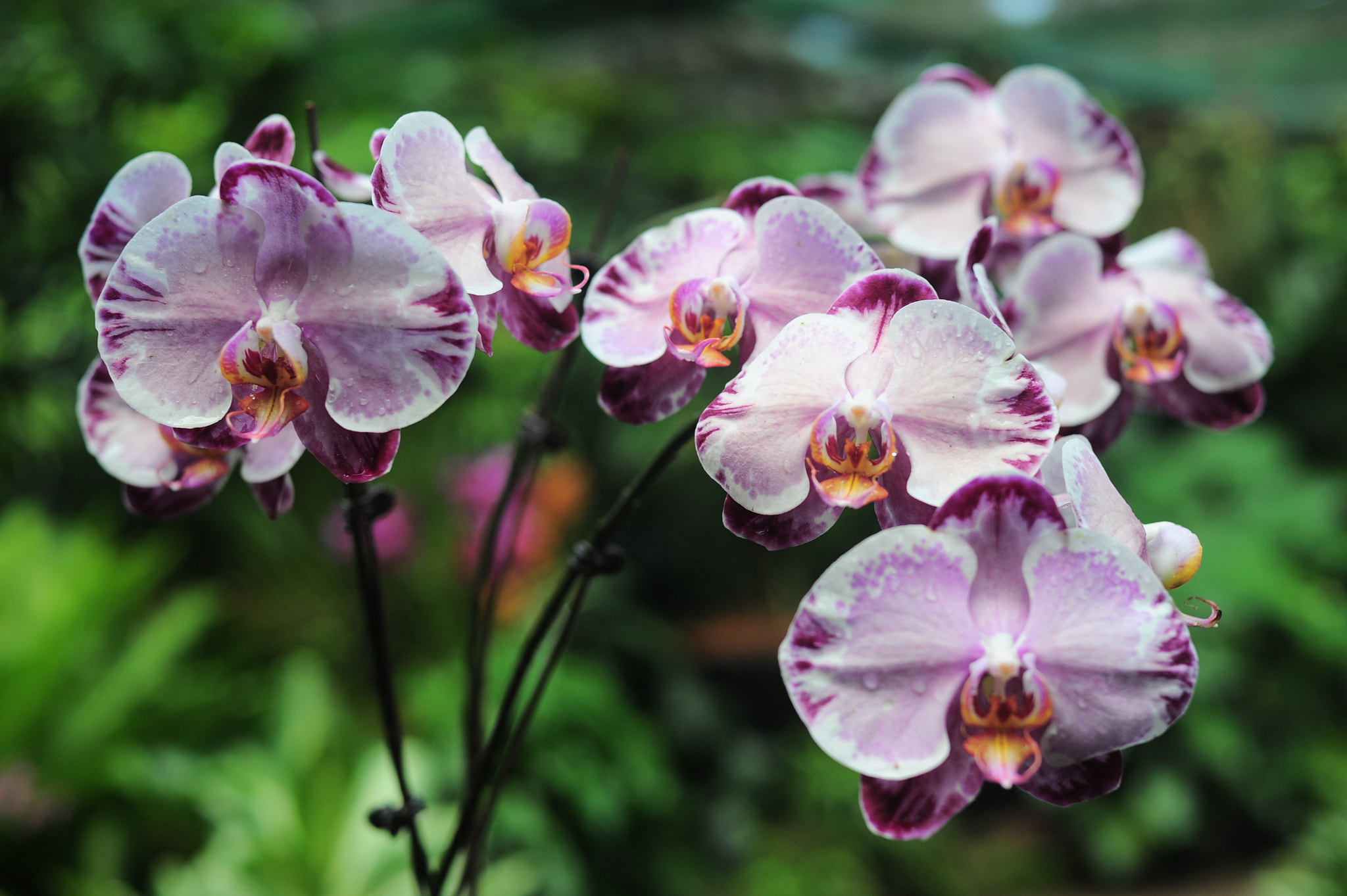 Nikon D700 + Manual Lens No CPU sample photo. Orchid collection photography