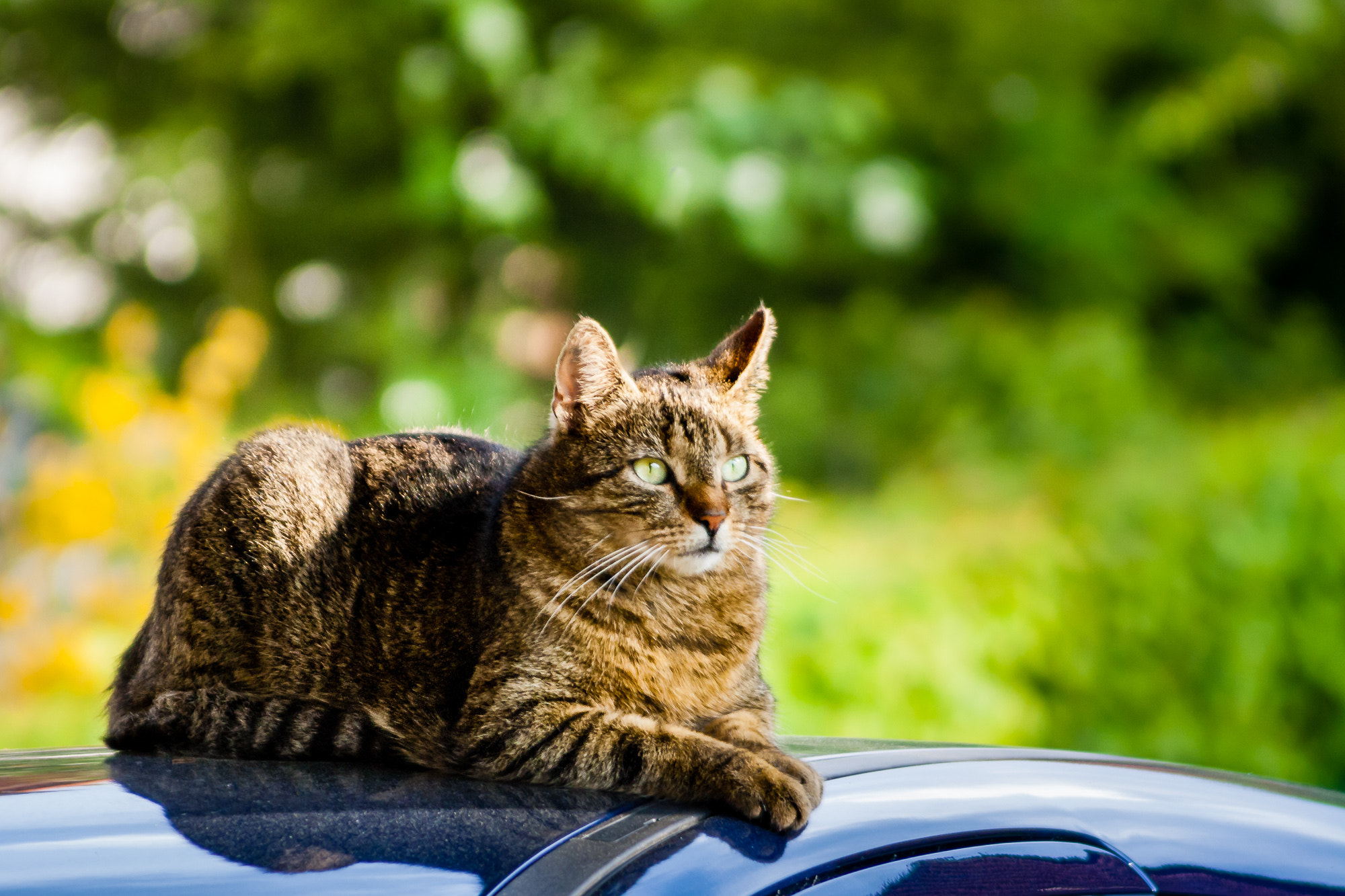 Canon EF 55-200mm F4.5-5.6 II USM sample photo. Relaxing photography