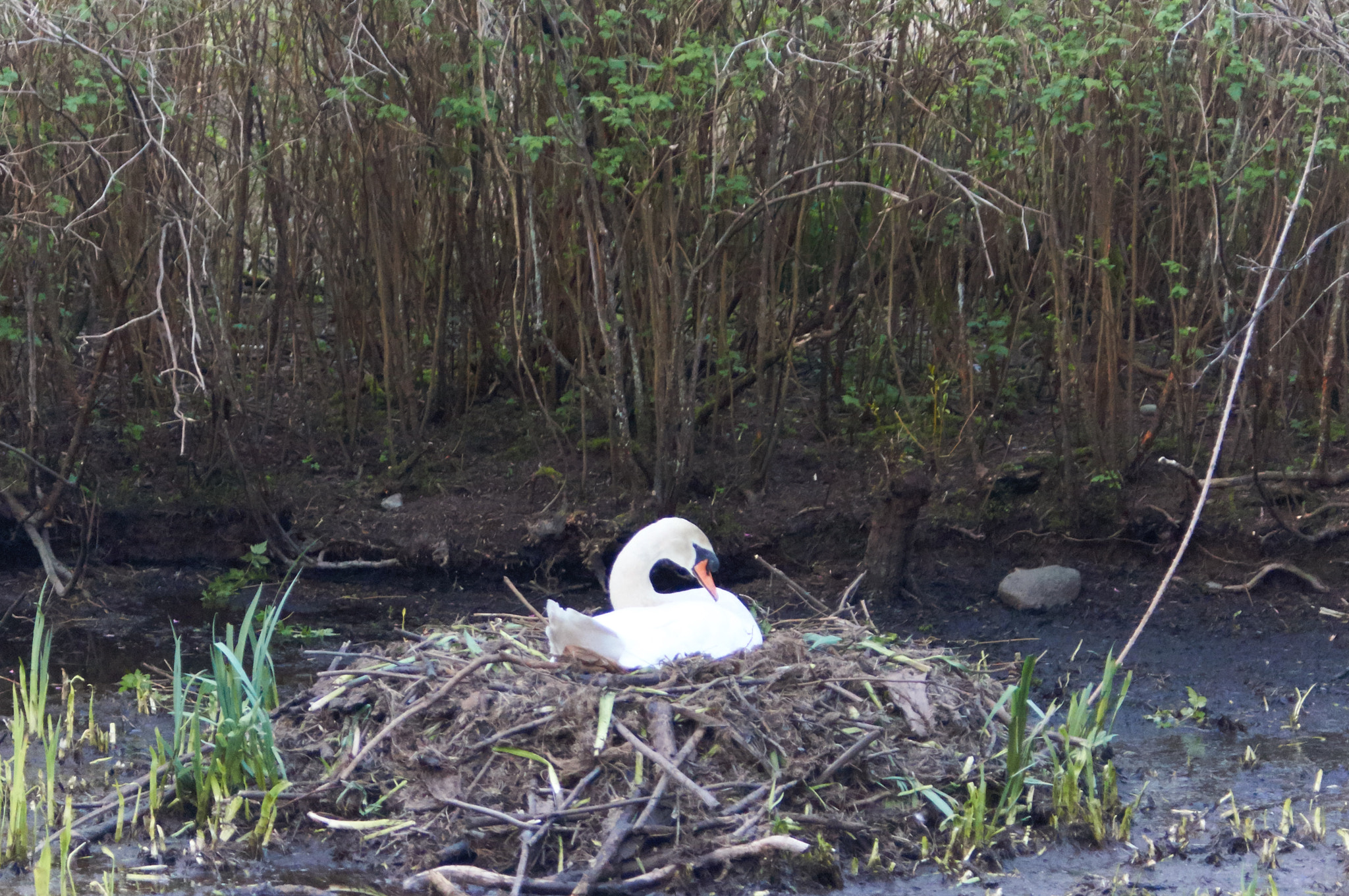 Sony Alpha NEX-6 + 35-70mm F4 sample photo. Mother swan photography