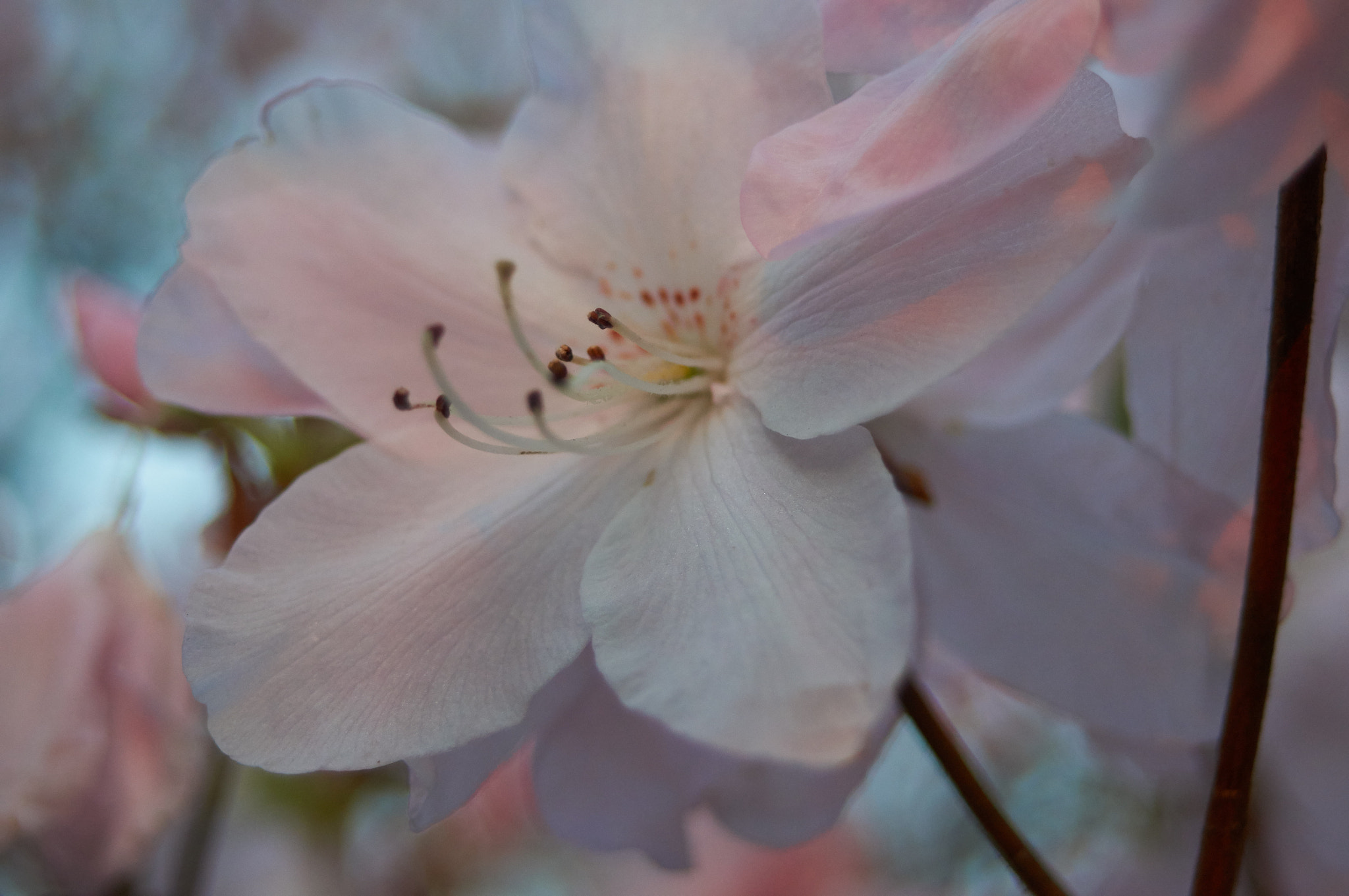 Sony Alpha NEX-6 + 35-70mm F4 sample photo. Flowers in stanley park photography