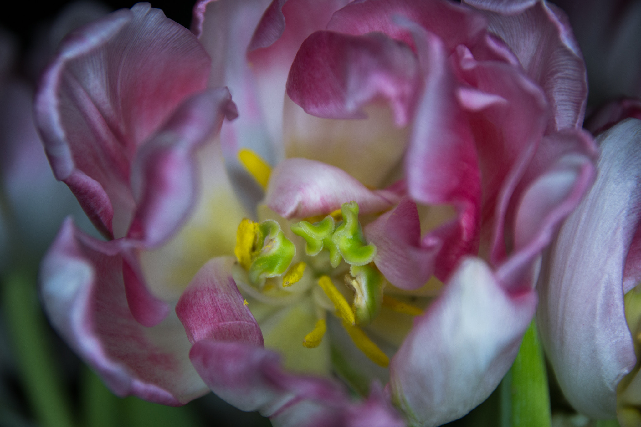 Sigma 17-70mm F2.8-4 DC Macro OS HSM sample photo. Pink tulip photography