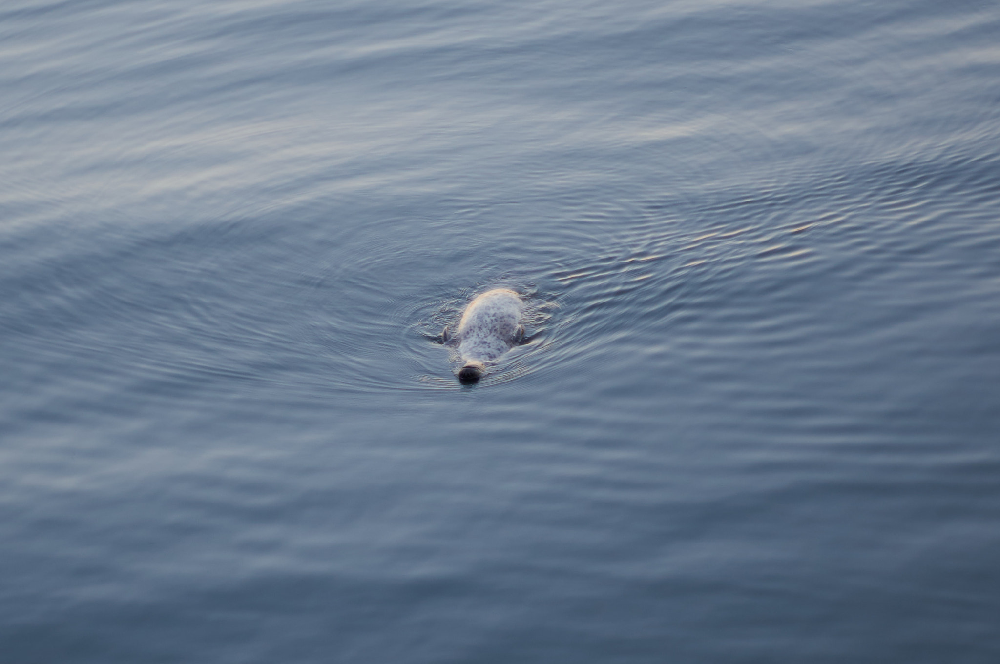 Sony Alpha NEX-6 + Minolta AF 50mm F1.7 sample photo. Lazy seal photography