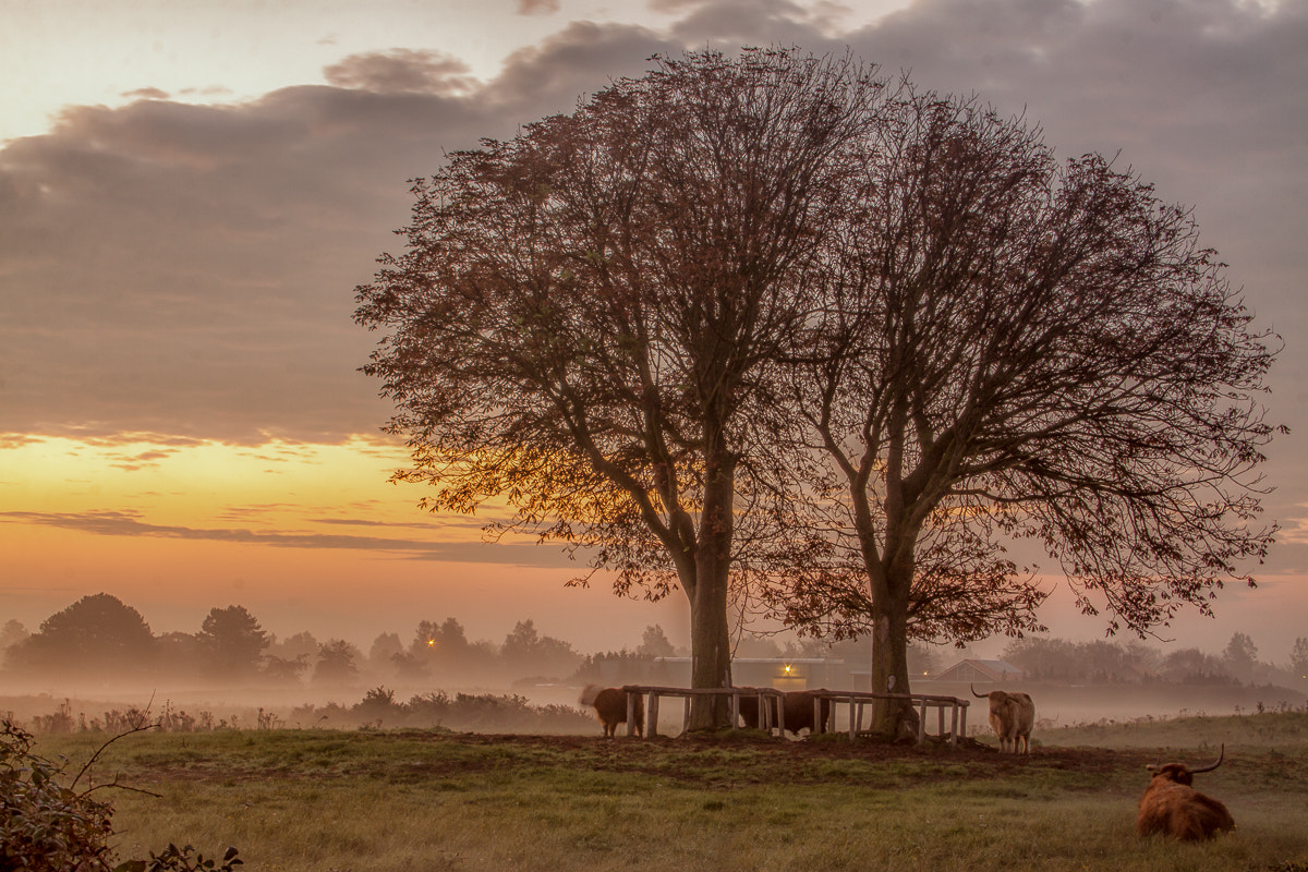 Canon EF-S 18-55mm F3.5-5.6 sample photo. Sunrise field photography