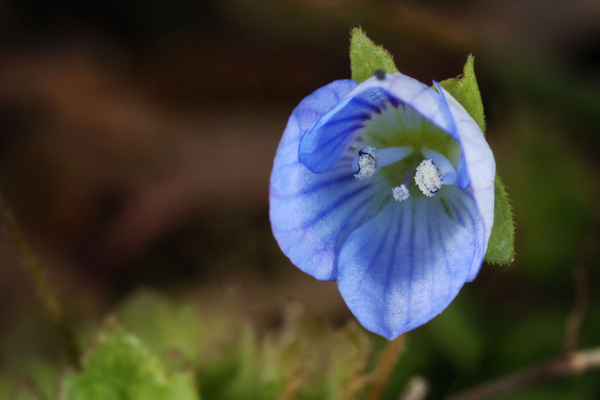Canon MP-E 65mm F2.5 1-5x Macro Photo sample photo. Cat flower photography