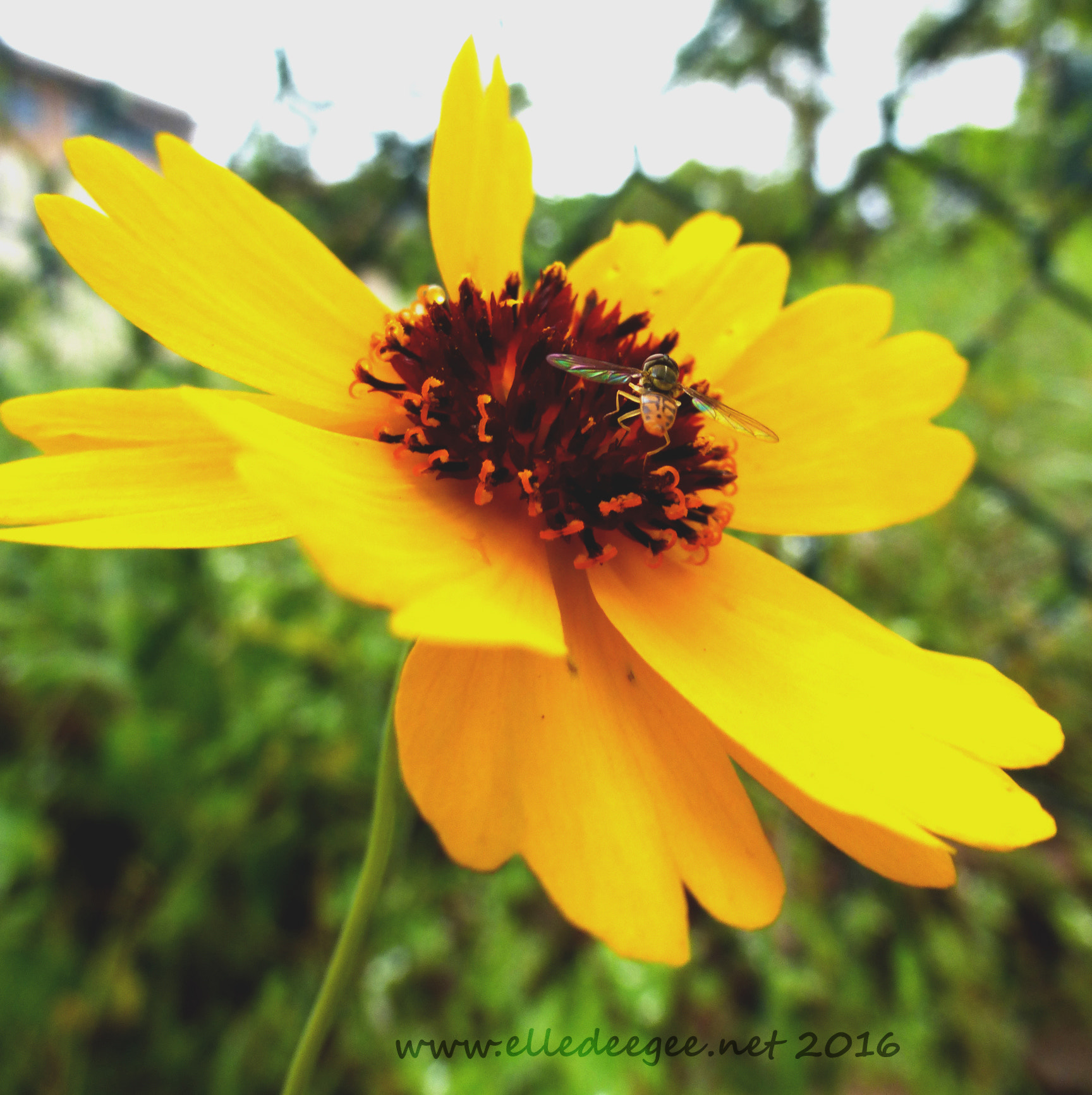 Panasonic Lumix DMC-ZS25 (Lumix DMC-TZ35) sample photo. Colorful bug on yellow flower photography