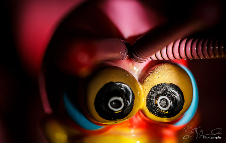Tamron SP AF 60mm F2 Di II LD IF Macro sample photo. Wtf!? photography