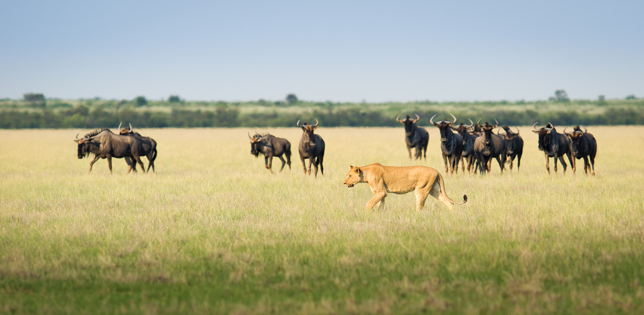 300mm F2.8 G sample photo. The hunter and his prey photography