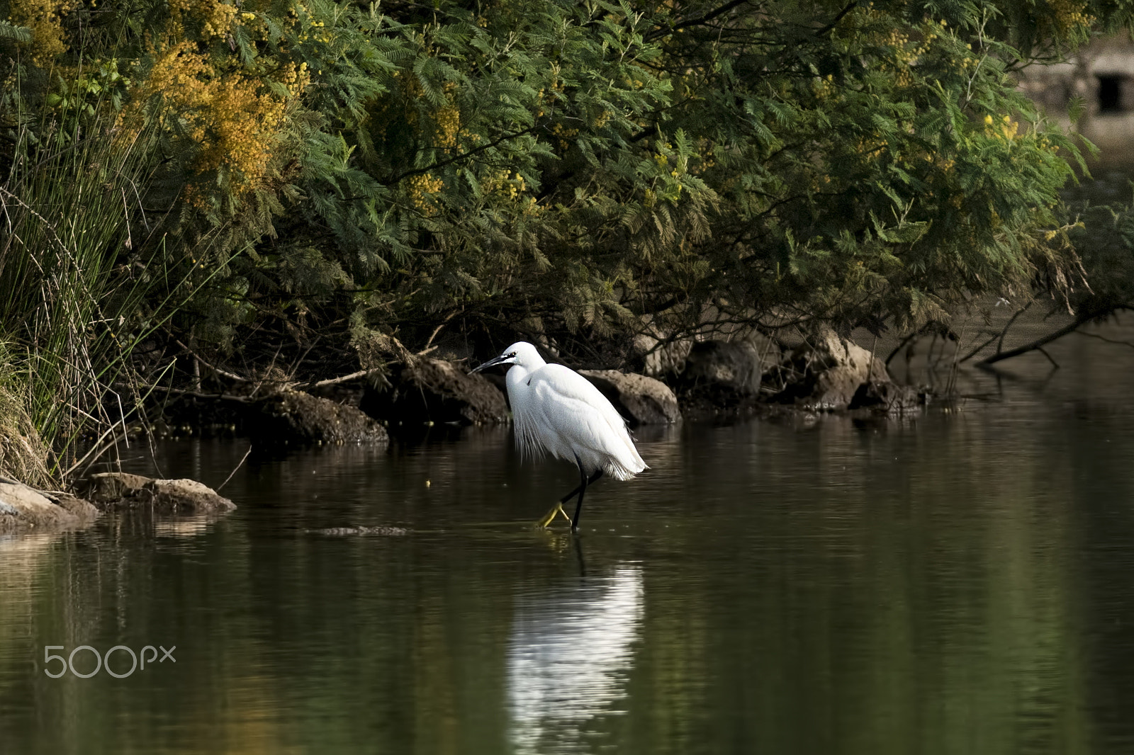 Nikon D810 + Sigma APO 100-300mm F4 EX IF HSM sample photo. Egret photography