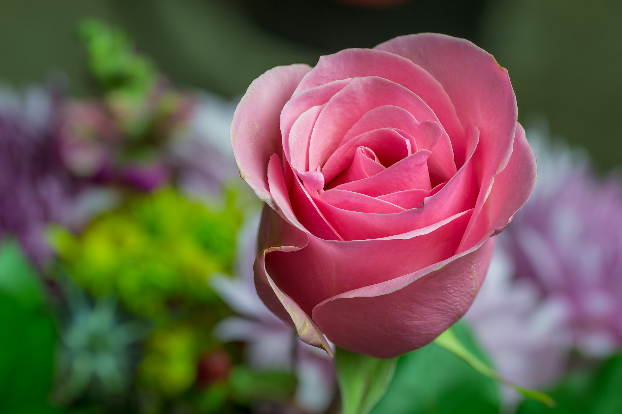 Nikon D4 sample photo. Pink rose photography