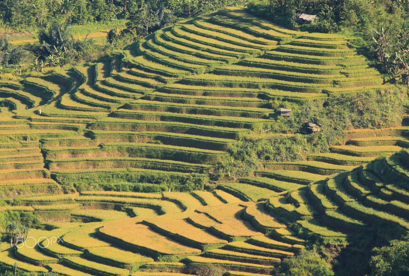 Canon EOS 500D (EOS Rebel T1i / EOS Kiss X3) + Canon EF-S 55-250mm F4-5.6 IS sample photo. Rice field terraces - ruteng - flores island photography