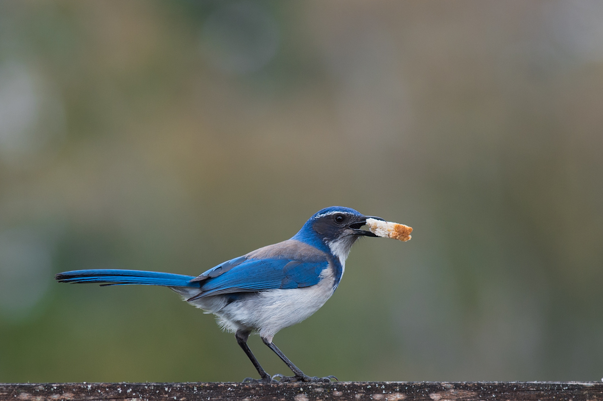 Nikon D4 + Nikon AF-S Nikkor 300mm F4D ED-IF sample photo. Edit photography