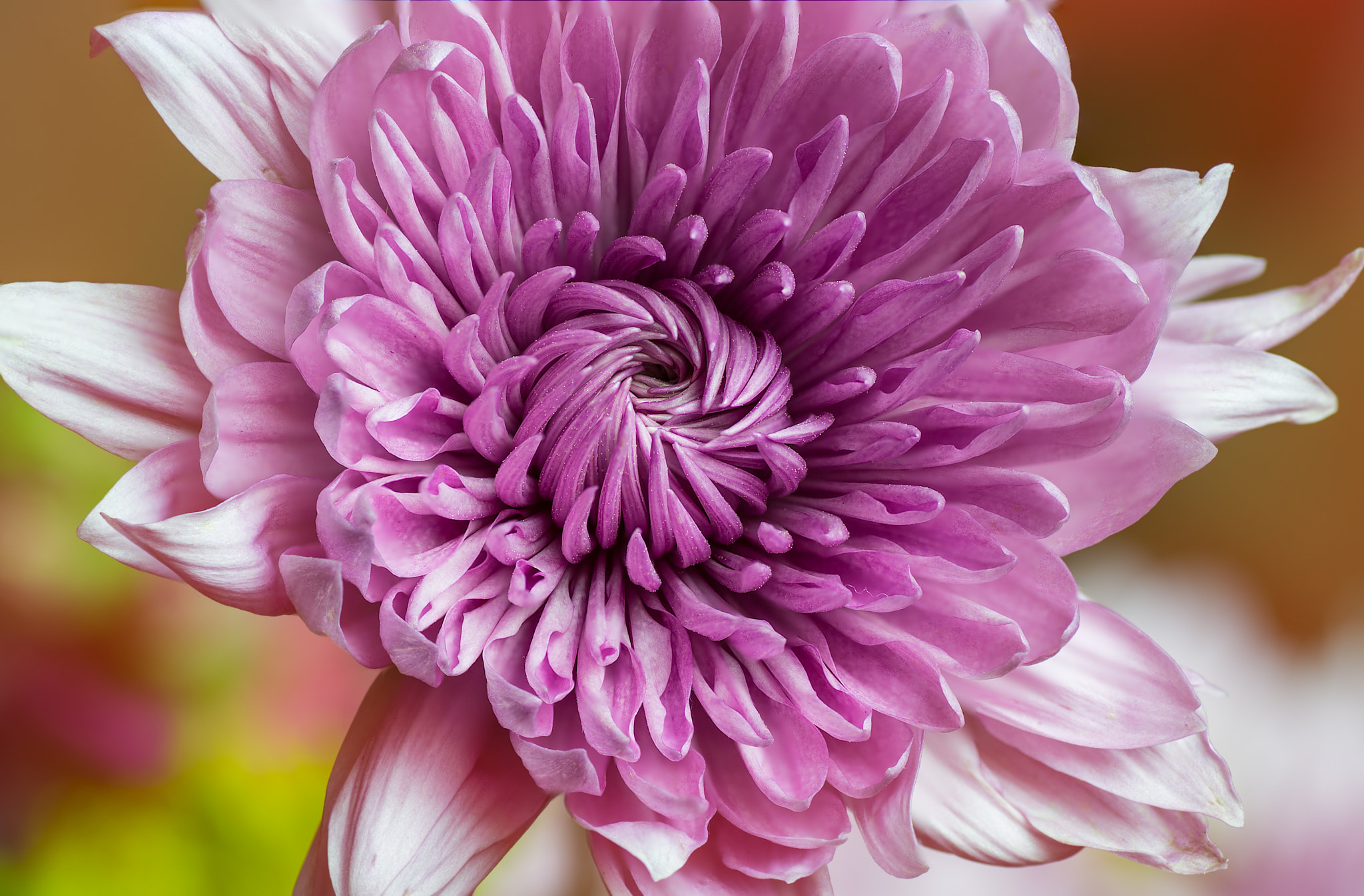 Nikon D4 sample photo. Pink macro photography