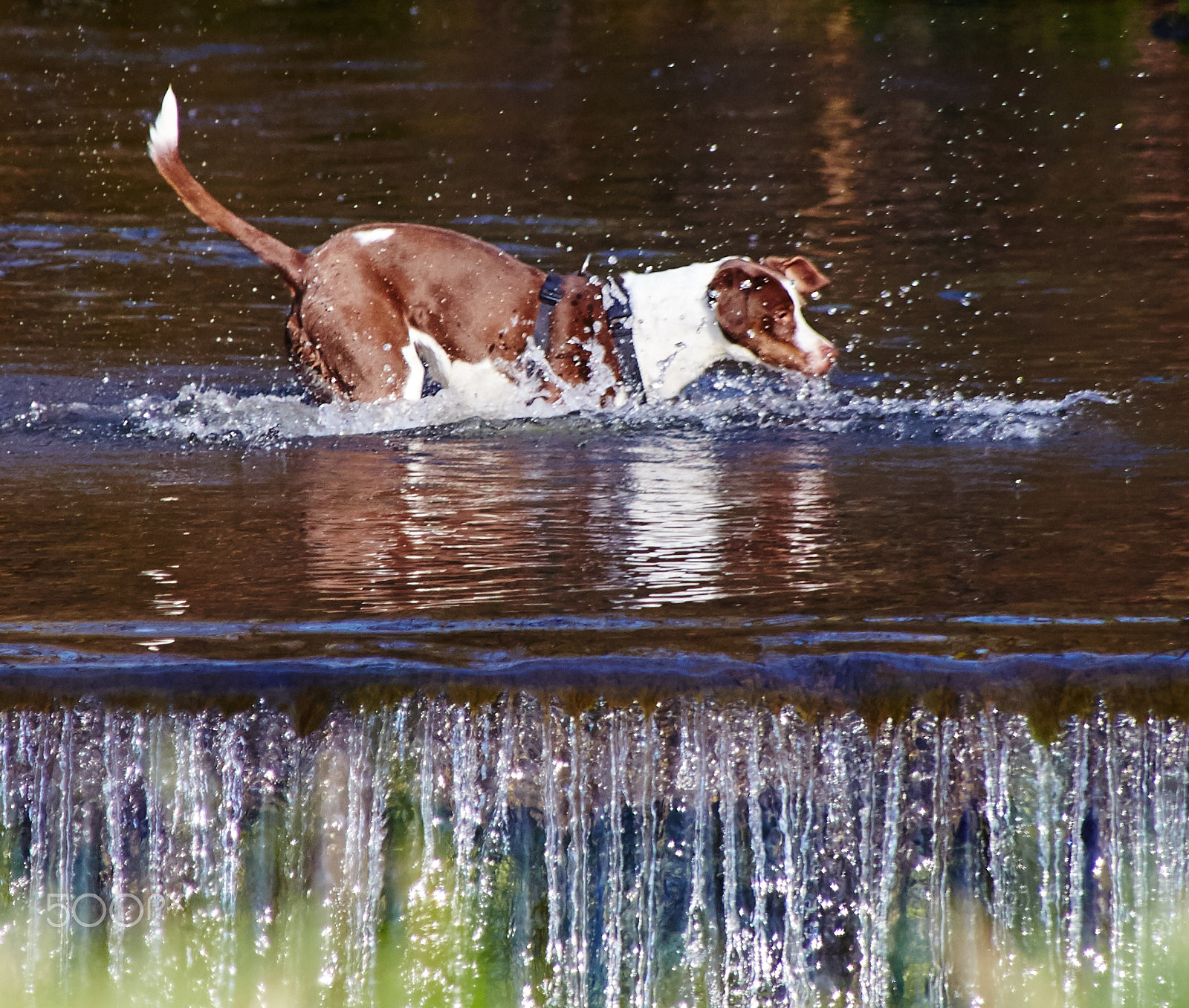 Tamron 28-300mm F3.5-6.3 Di VC PZD sample photo. Dog and weir photography