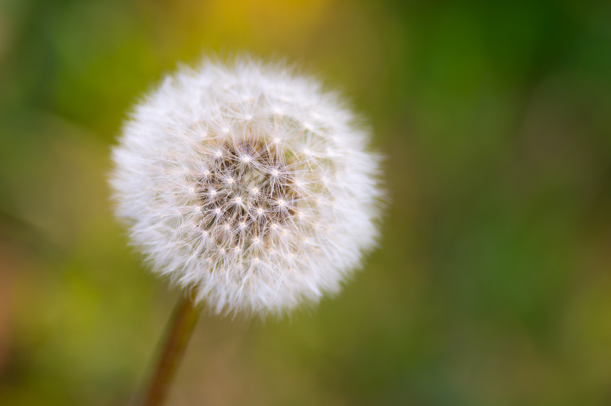 Nikon D4 + Nikon AF-S Nikkor 300mm F4D ED-IF sample photo. Dandelion photography