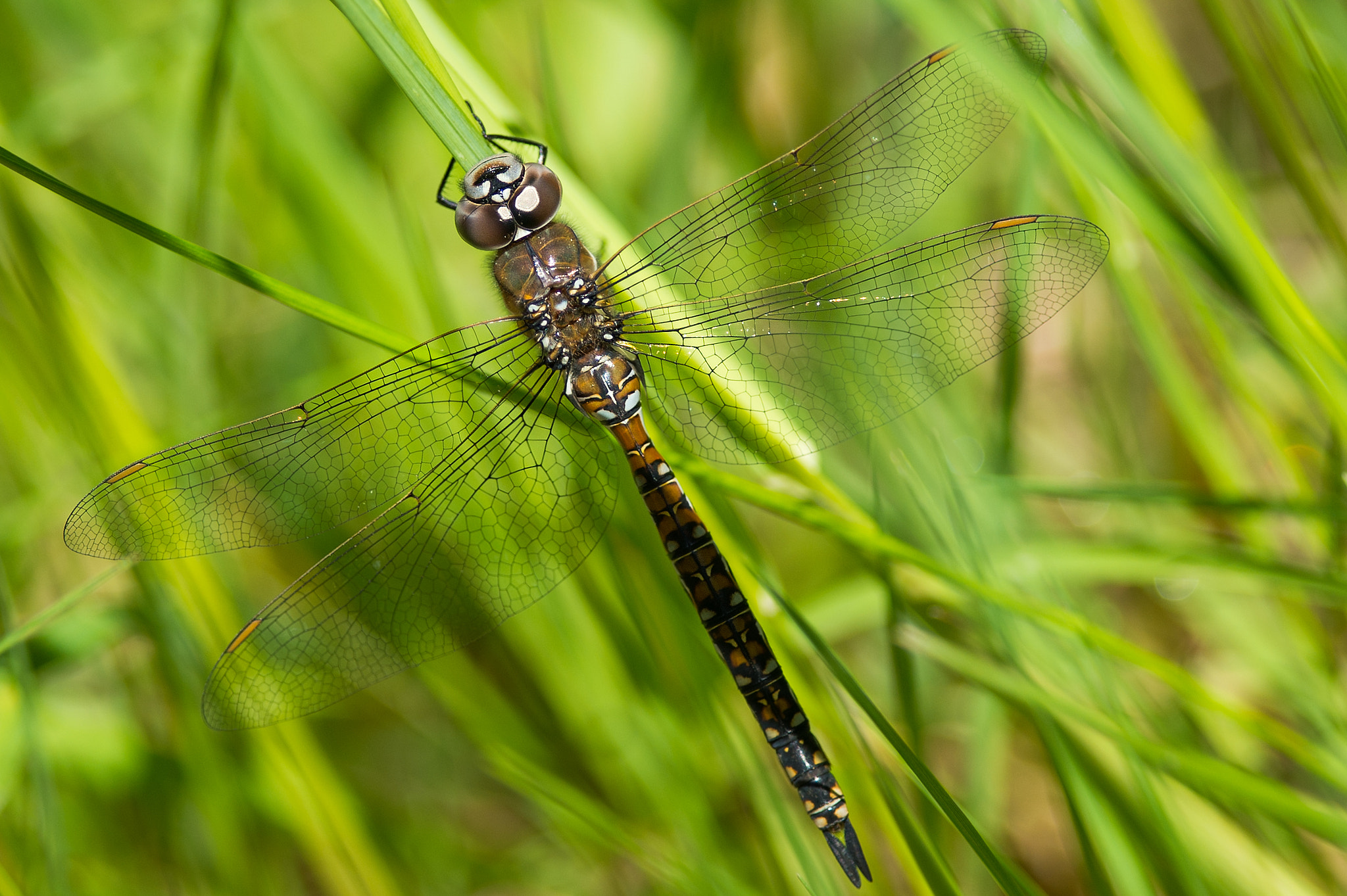 Nikon D4 + Nikon AF-S Nikkor 300mm F4D ED-IF sample photo. Dragonfly photography
