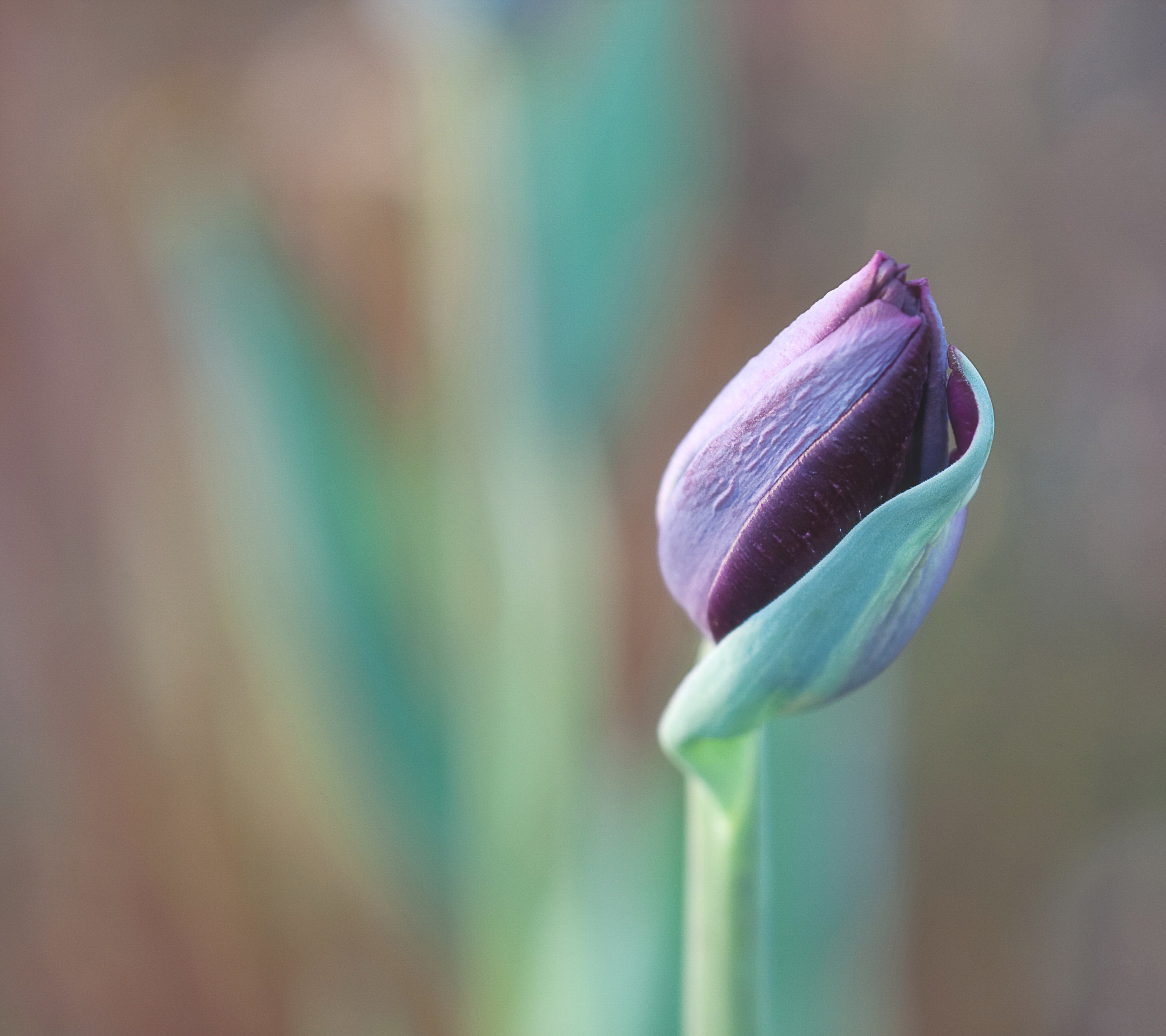 Canon EF 180mm F3.5L Macro USM sample photo. Spring breeze photography