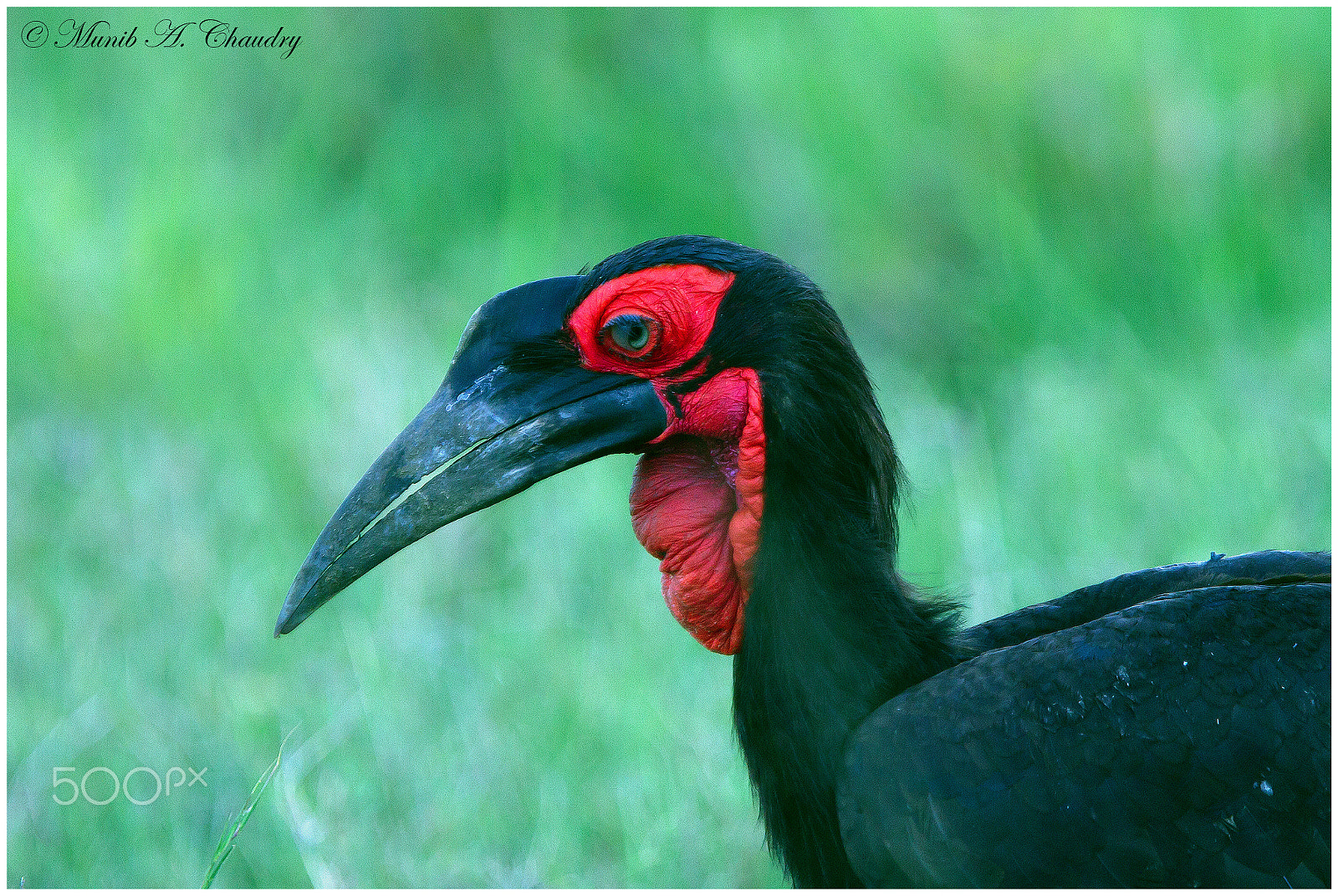 Canon EOS-1D Mark IV + Canon EF 300mm F2.8L IS USM sample photo. Ground hornbill big photography