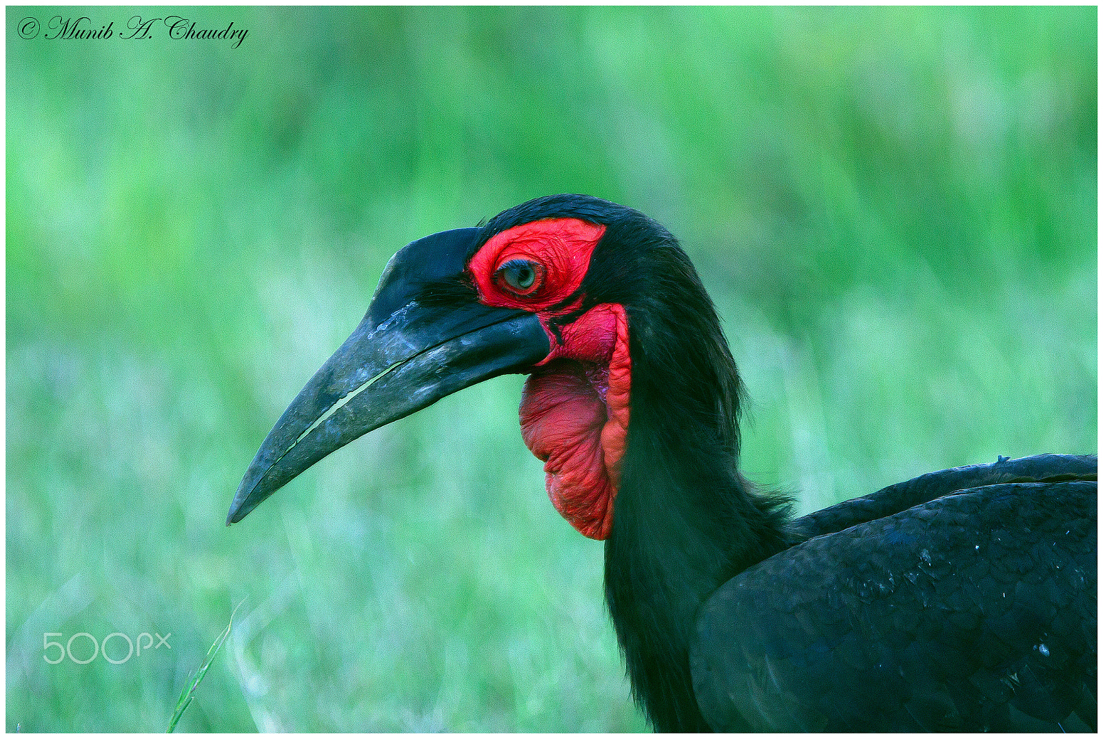Canon EF 300mm F2.8L IS USM sample photo. Ground hornbill big photography