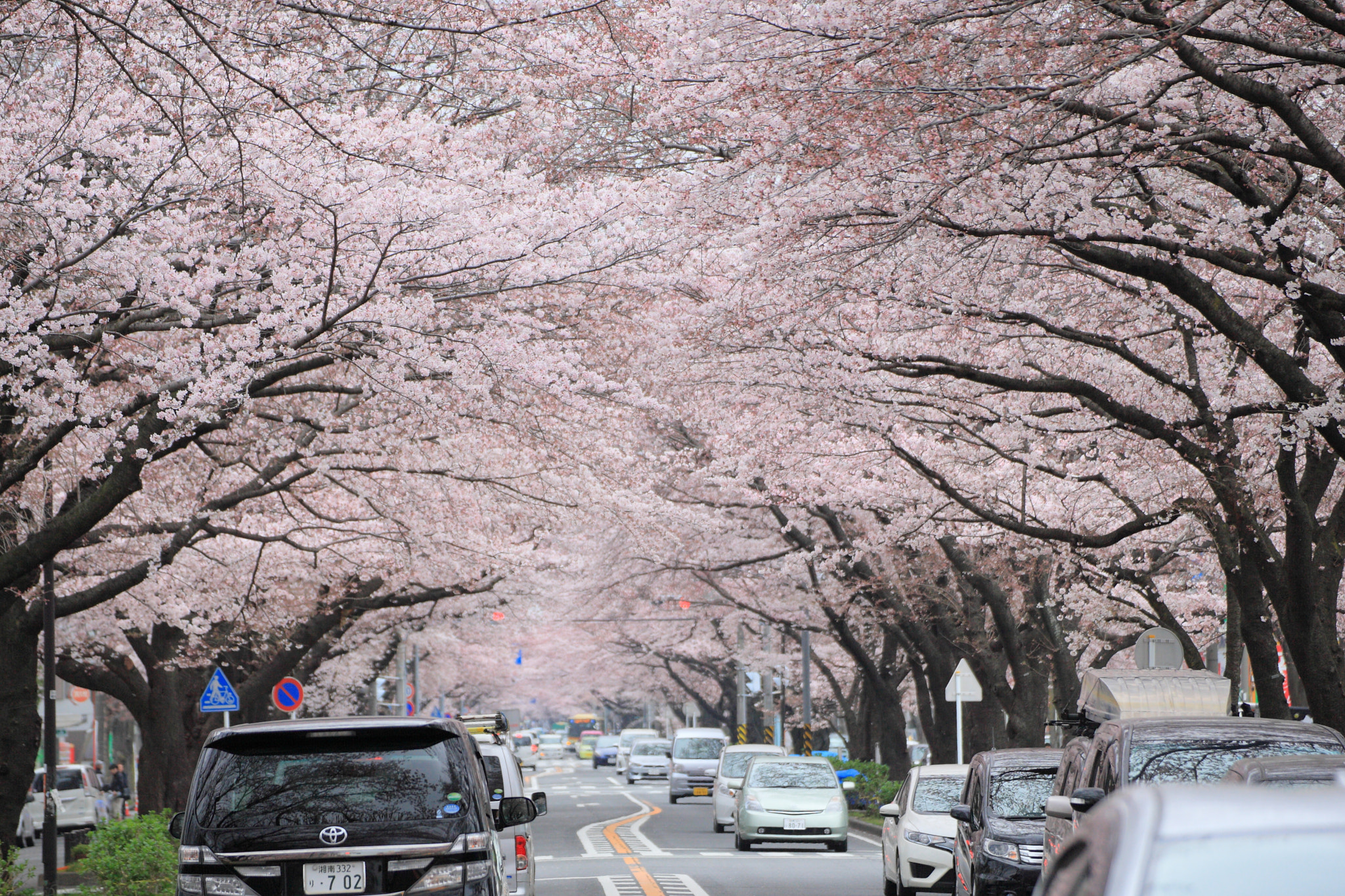 Canon EOS-1D Mark III + Tamron SP 70-300mm F4-5.6 Di VC USD sample photo. Cherry blossoms photography