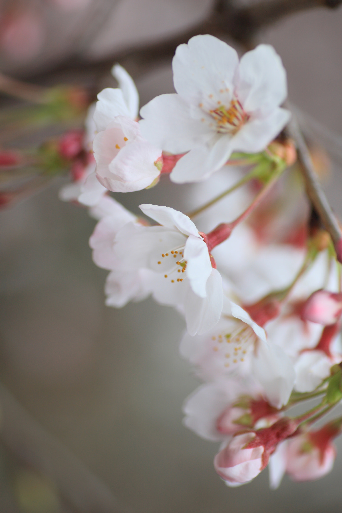 Canon EOS-1D Mark III + Tamron SP AF 90mm F2.8 Di Macro sample photo. Cherry blossoms photography