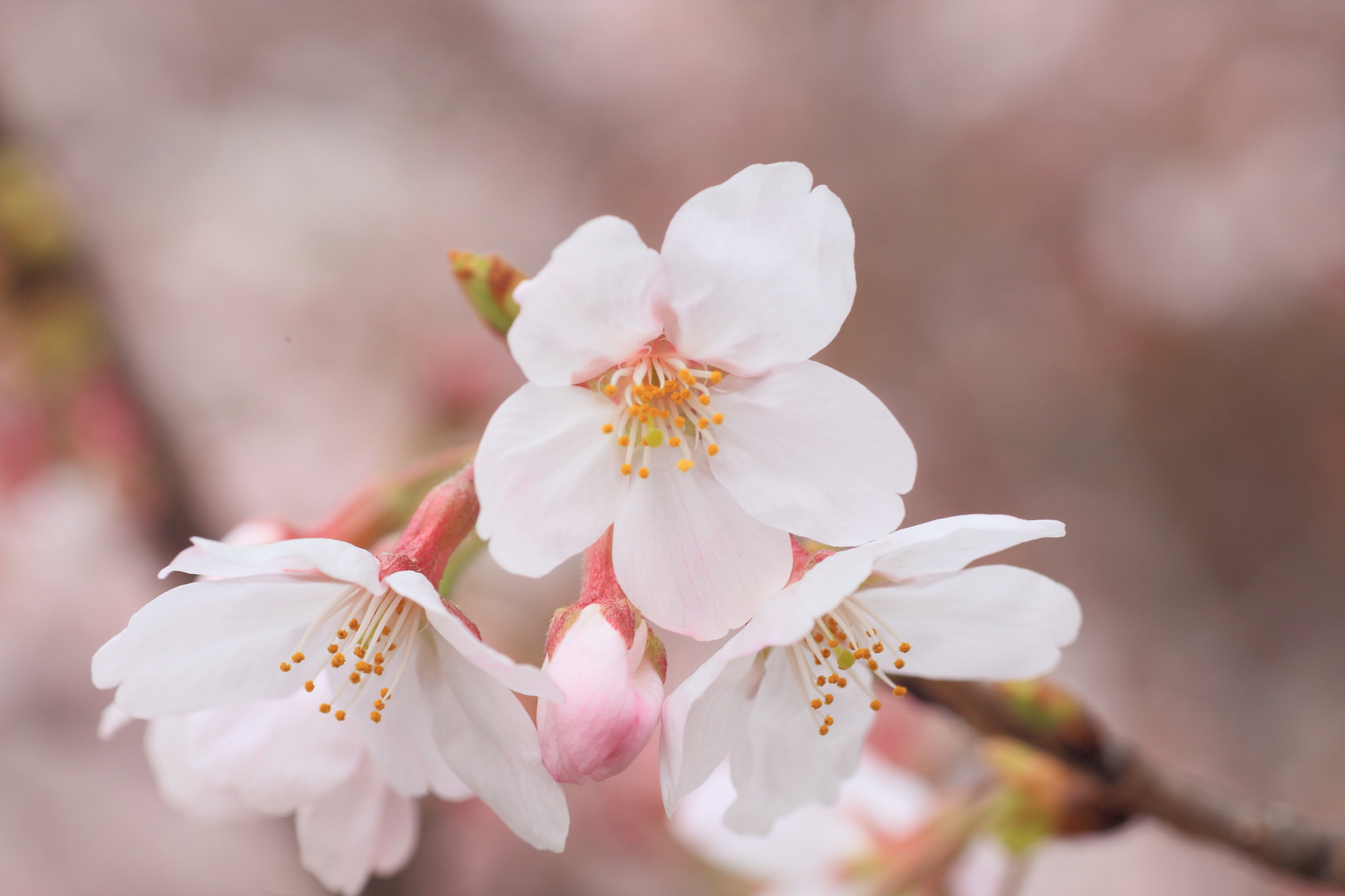 Canon EOS-1D Mark III + Tamron SP AF 90mm F2.8 Di Macro sample photo. Cherry blossoms photography