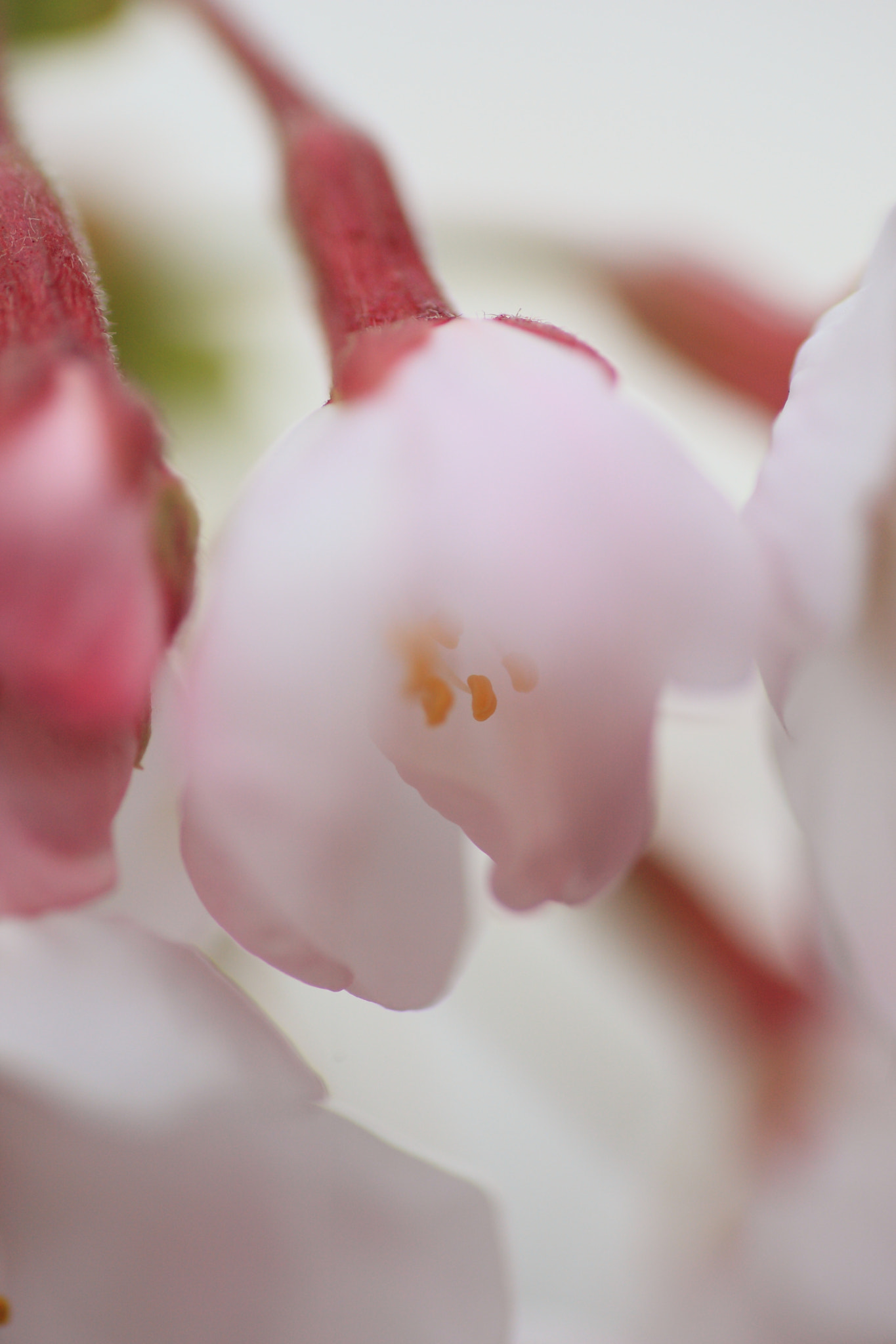 Tamron SP AF 90mm F2.8 Di Macro sample photo. Cherry blossoms photography