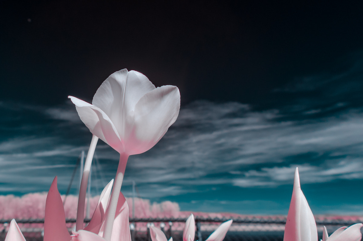 Sigma 15mm F2.8 EX DG Diagonal Fisheye sample photo. Infrared photography