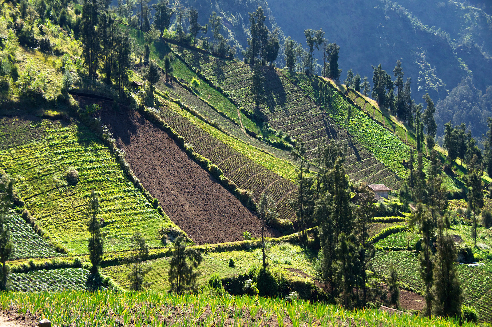 Sony Alpha DSLR-A580 sample photo. Onion fields photography