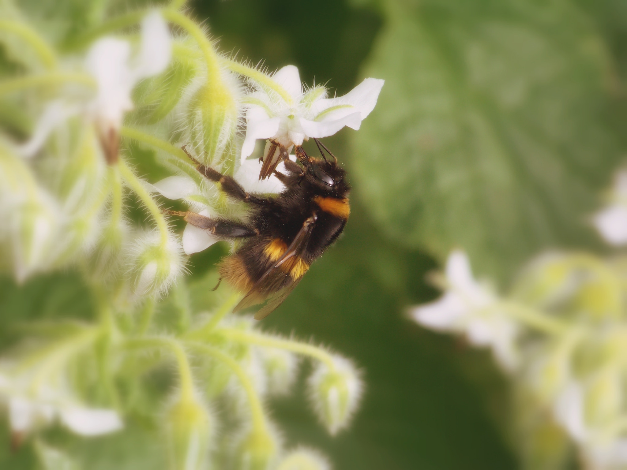 Kodak Z812 IS ZOOM DIGITAL CAMERA sample photo. Busy bee photography