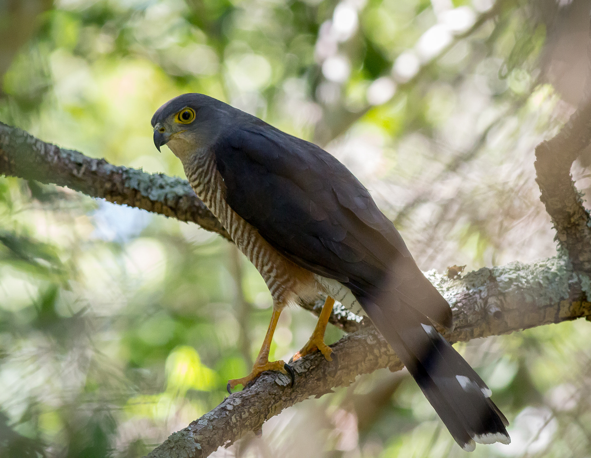 Canon EOS 1200D (EOS Rebel T5 / EOS Kiss X70 / EOS Hi) + Canon EF 400mm F5.6L USM sample photo. African goshawk photography